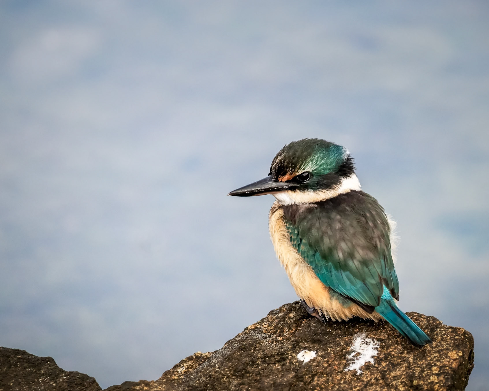 Captured on Stewart Island at Kingfisher corner