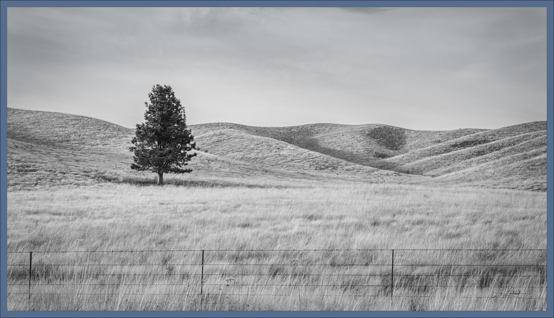 One Tree Hill