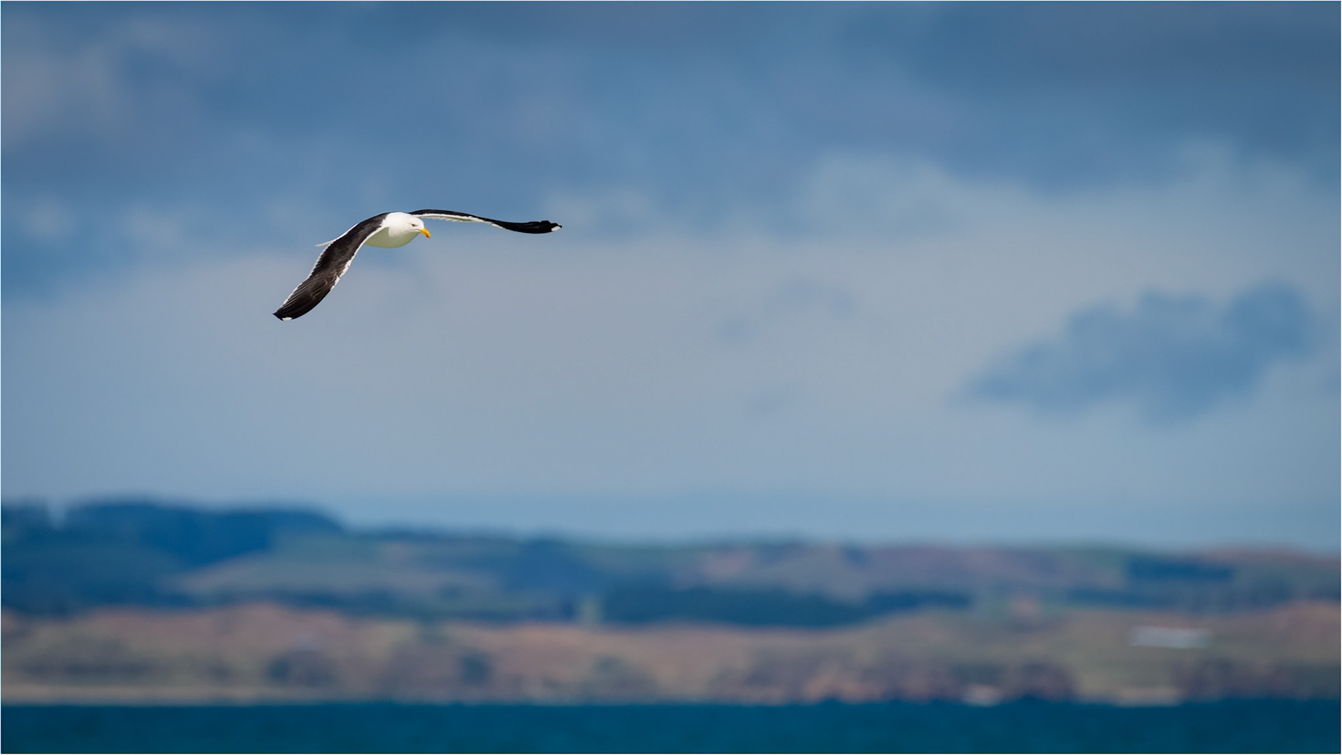 Soaring gracefully backwards and forwards, looking for the next meal.