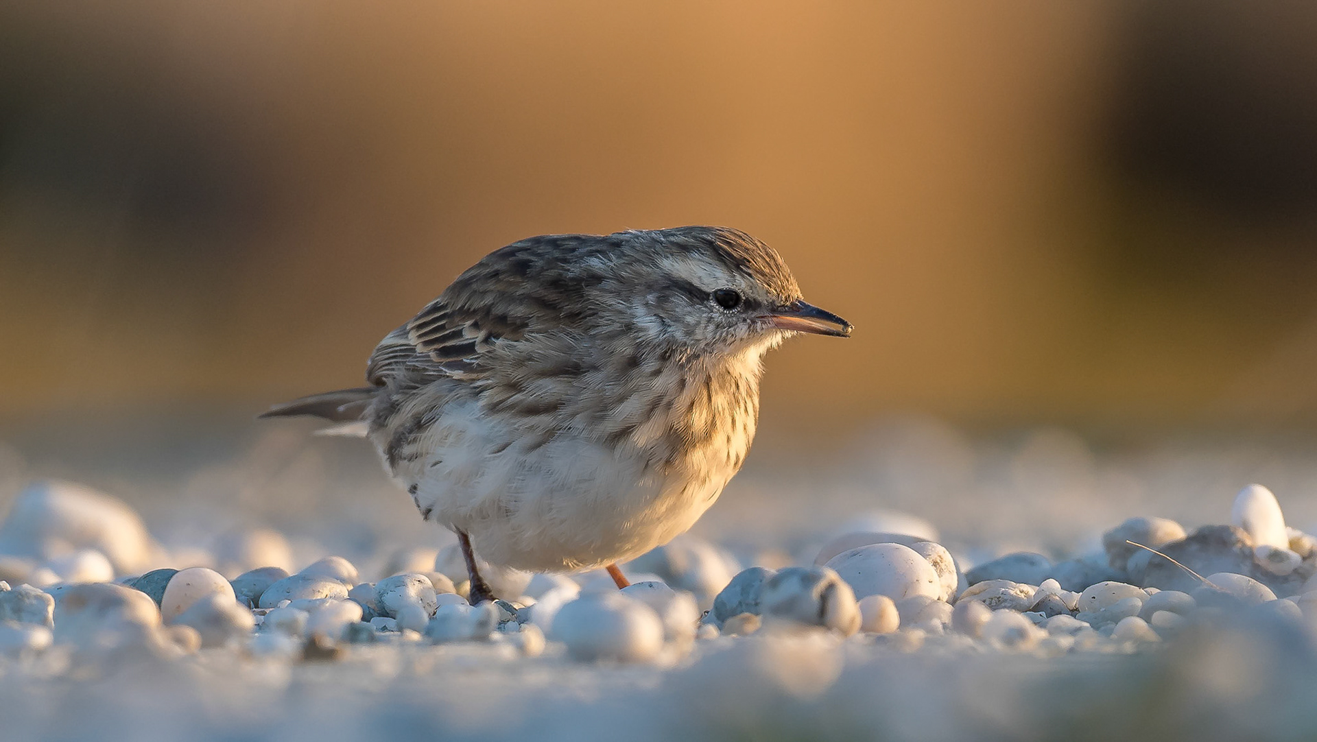 New Zealand Pipit