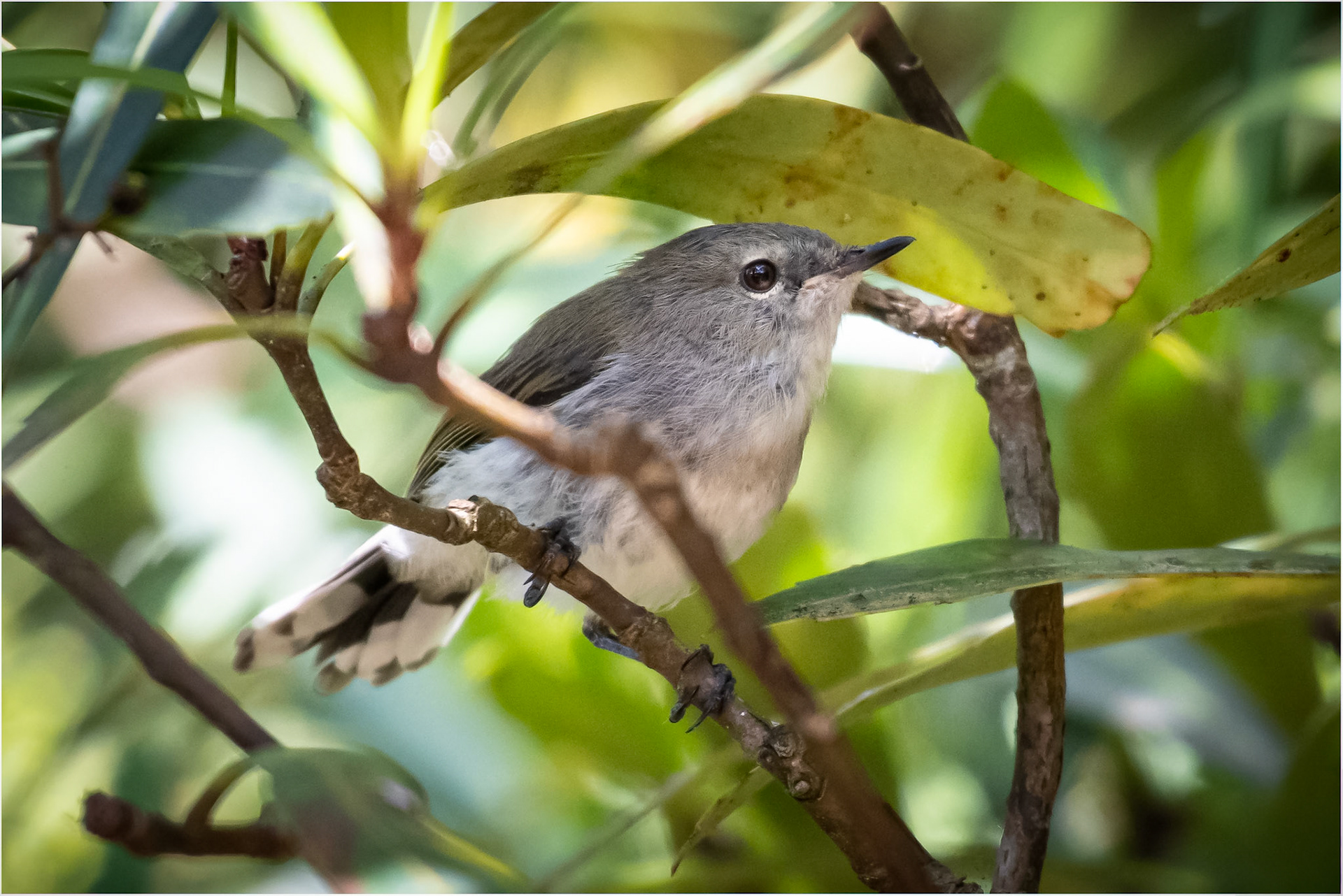Grey Warbler #2