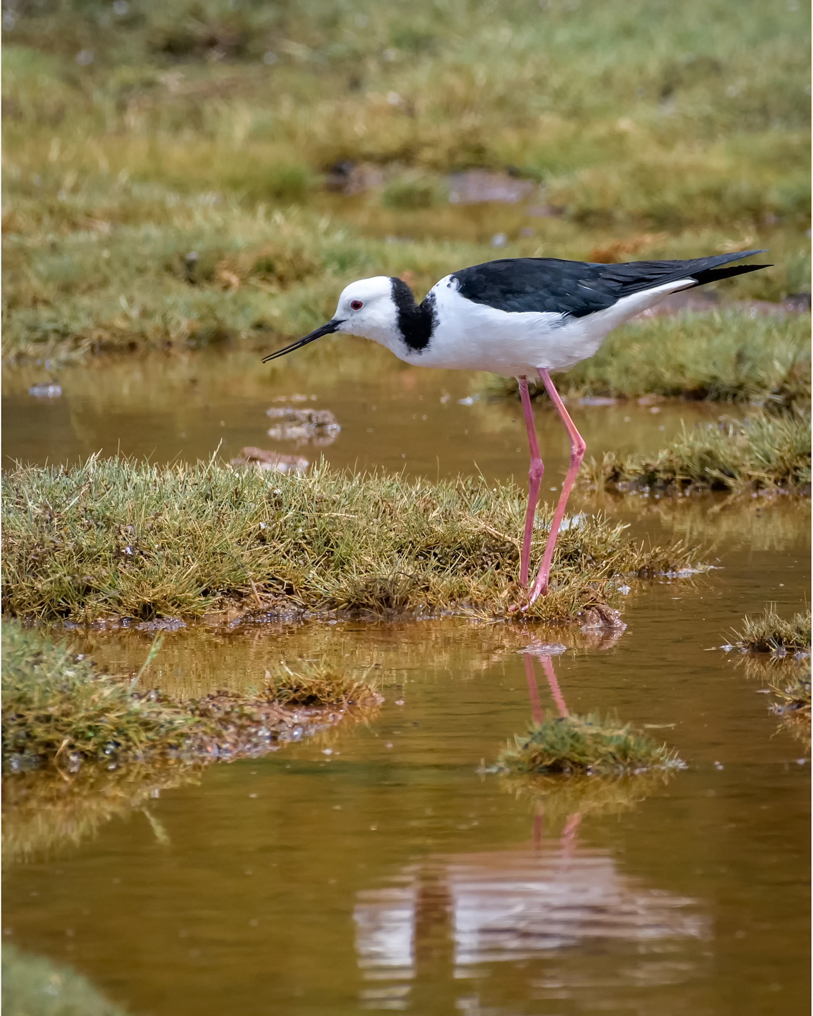 Pied Stilt