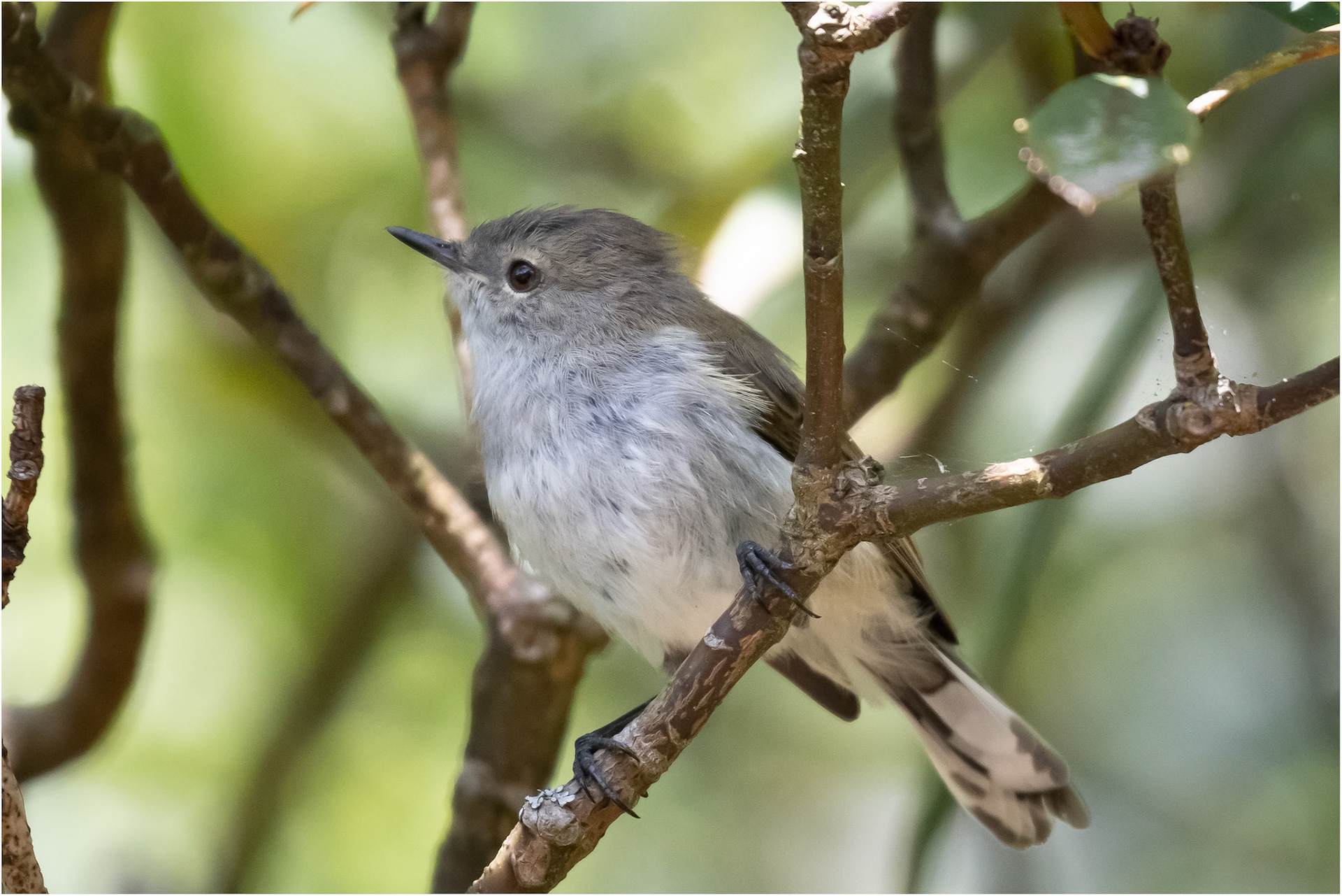 Grey Warbler