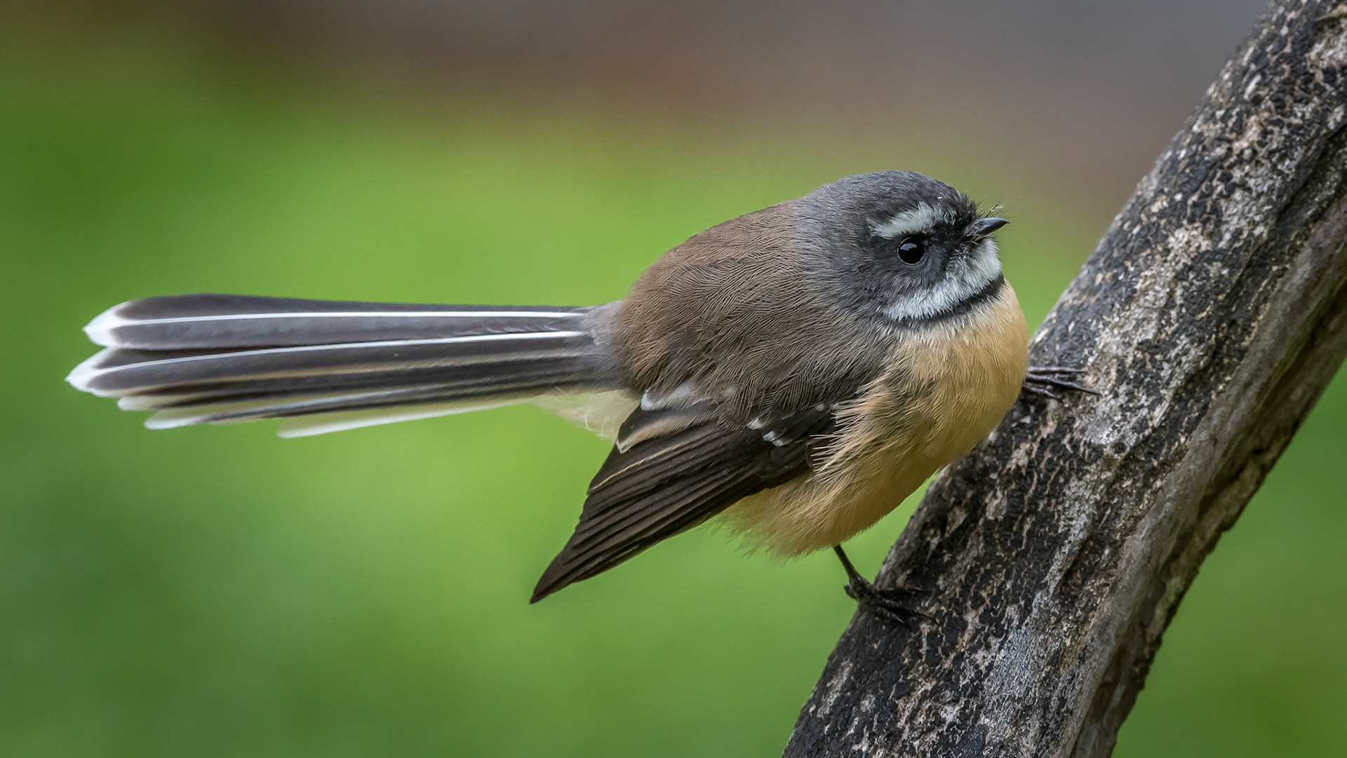 New Zealand Fantail/pīwakawaka