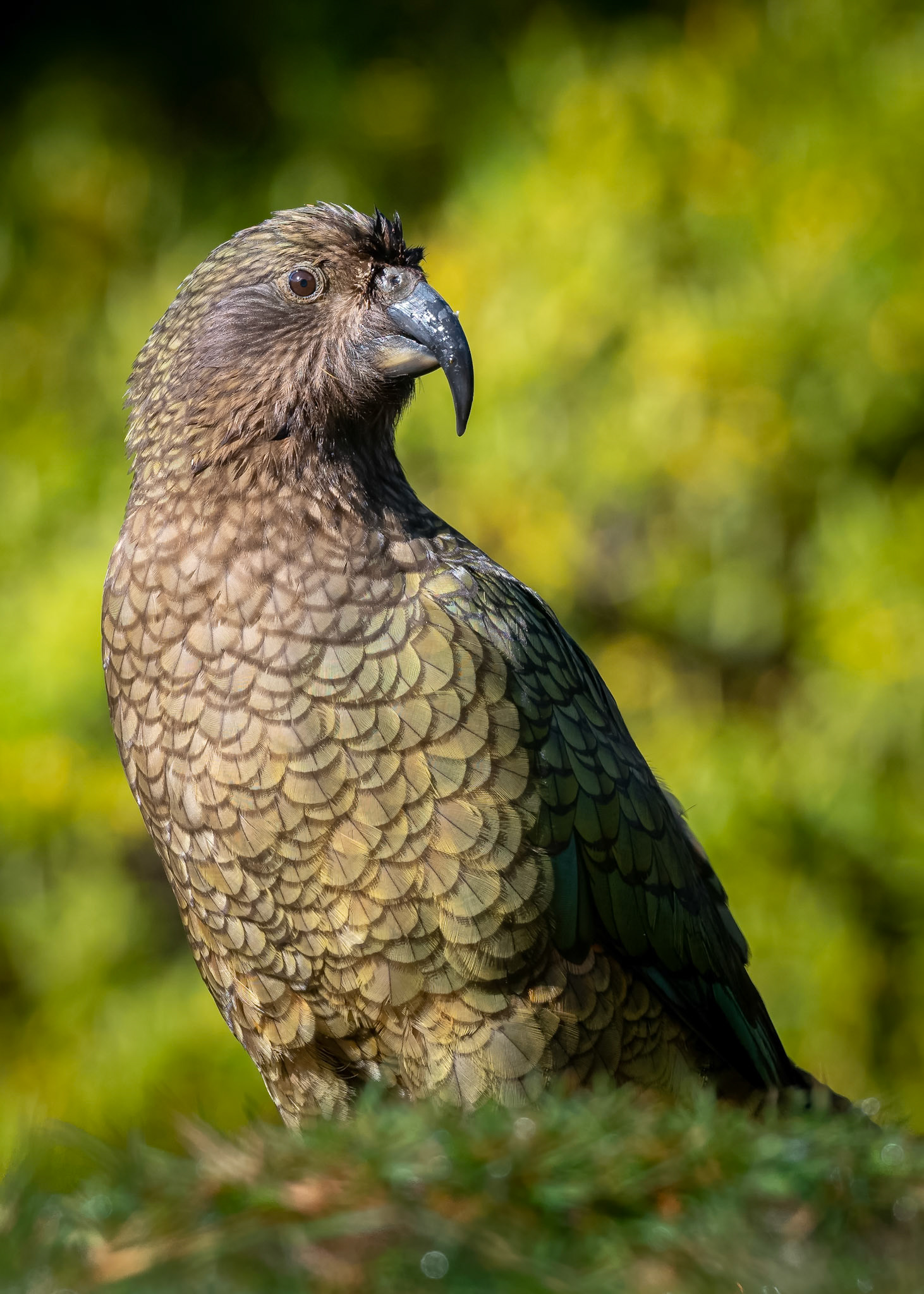 Kea's are New Zealands native mountain parrot, and they can be very destructive