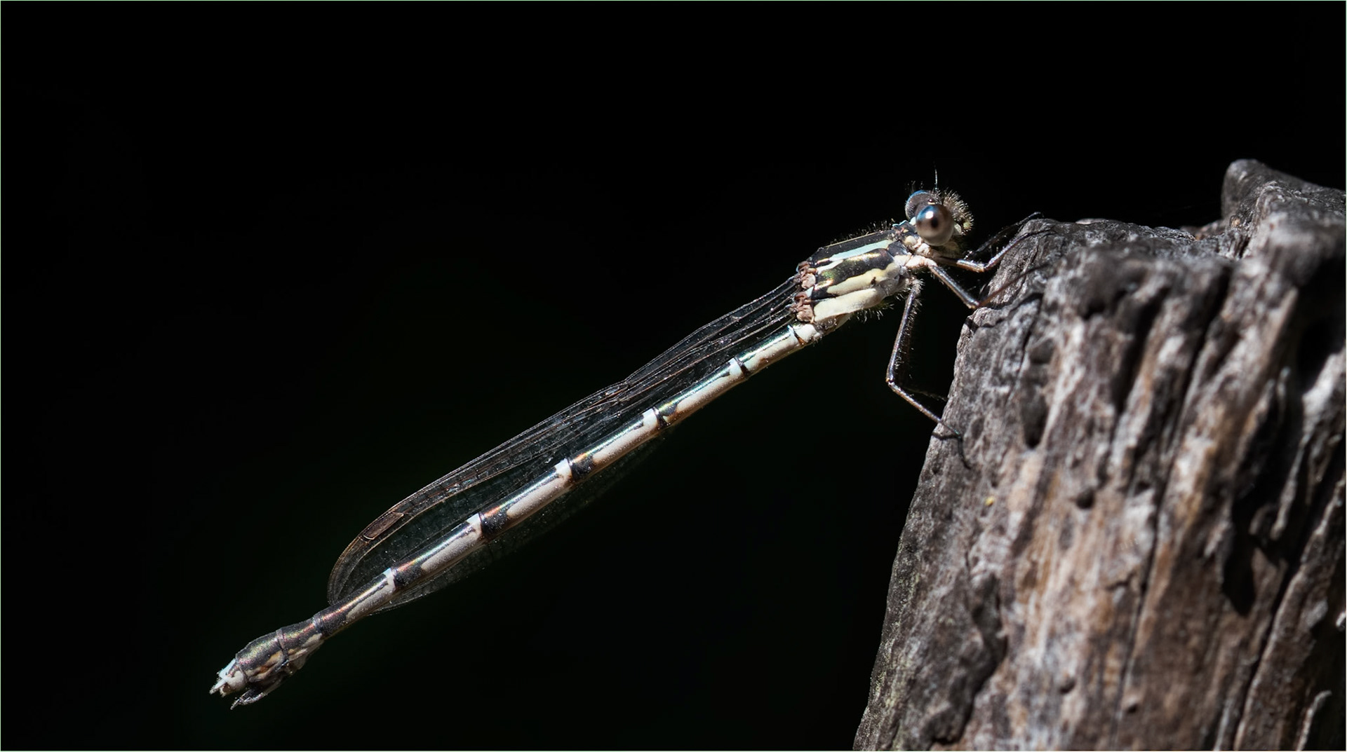 Damsel Fly