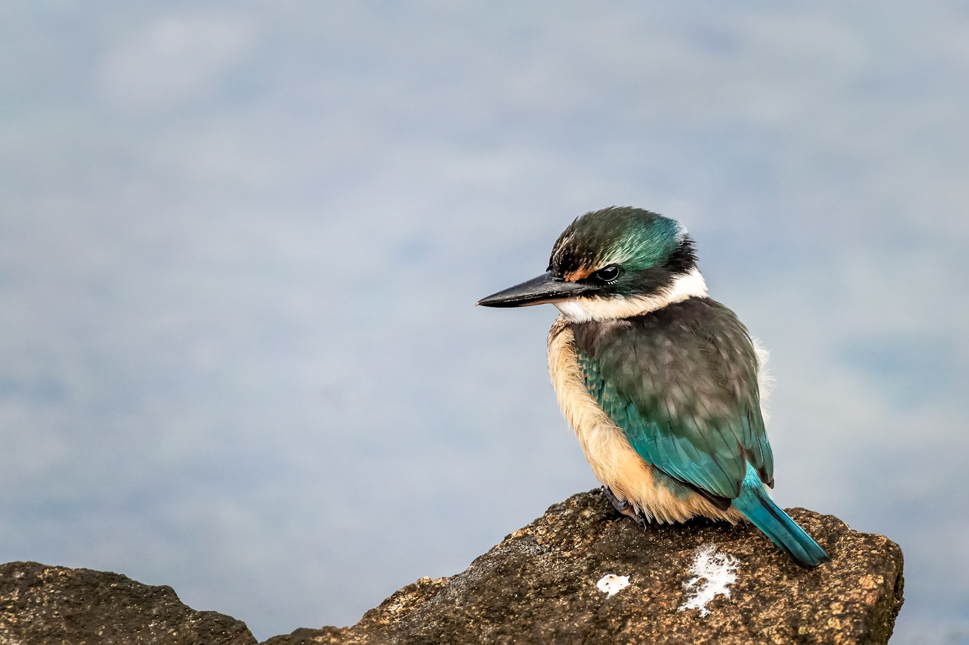 Captured on Stewart Island at Kingfisher corner