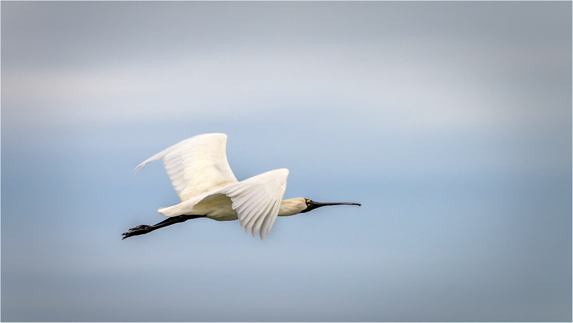Spoonbill in flight
