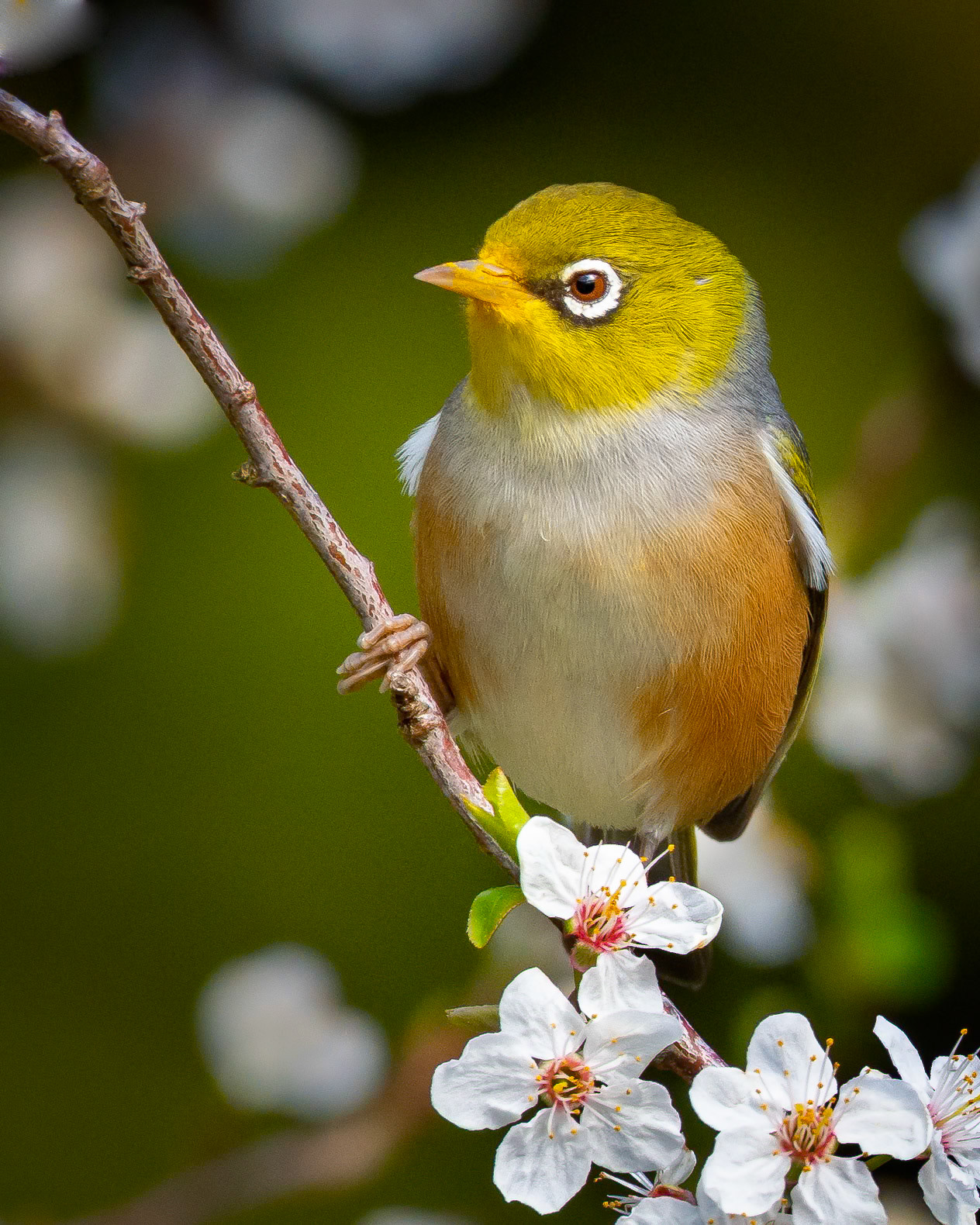 During the blossom season these little birds are very busy foraging on the flowers