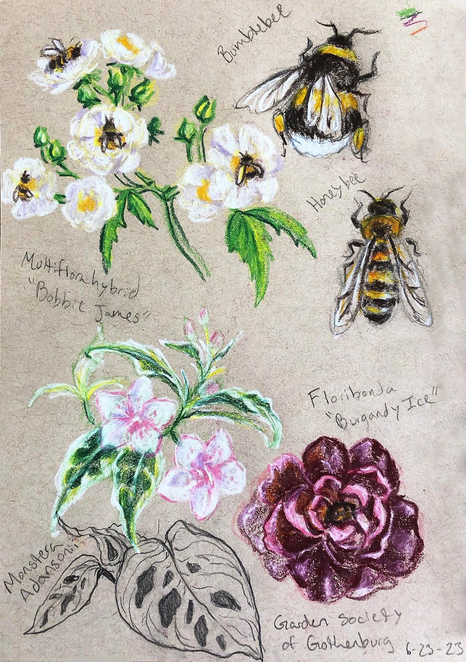 Botanical Garden Sketches: Color Pencil & Pencil