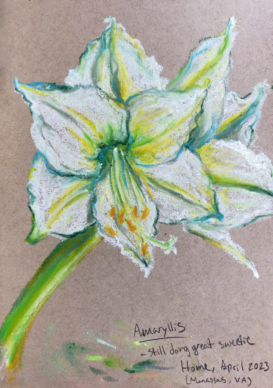 House Plant Sketch: Oil Pastels