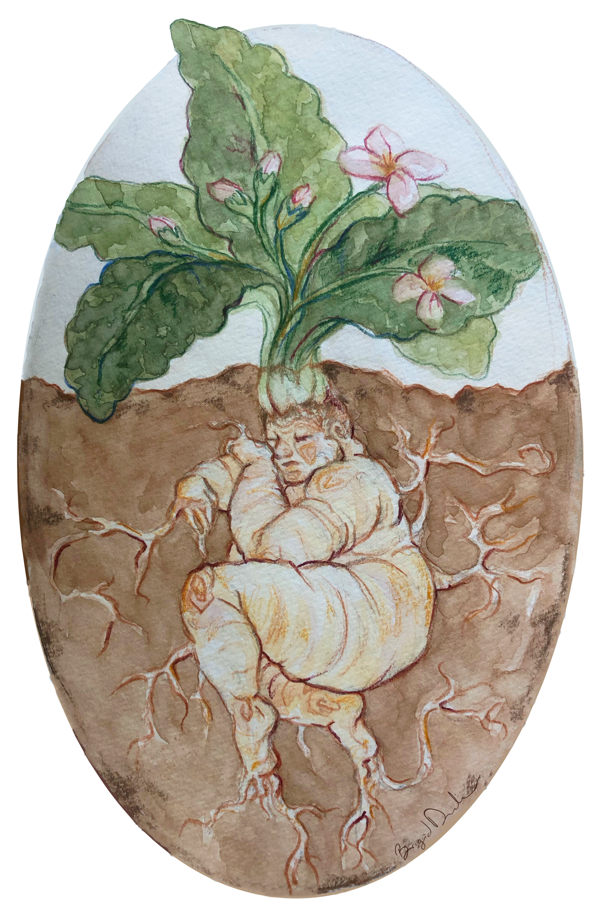 Mandrake Sleeping: Watercolor & Color Pencil 5 x 8 in.