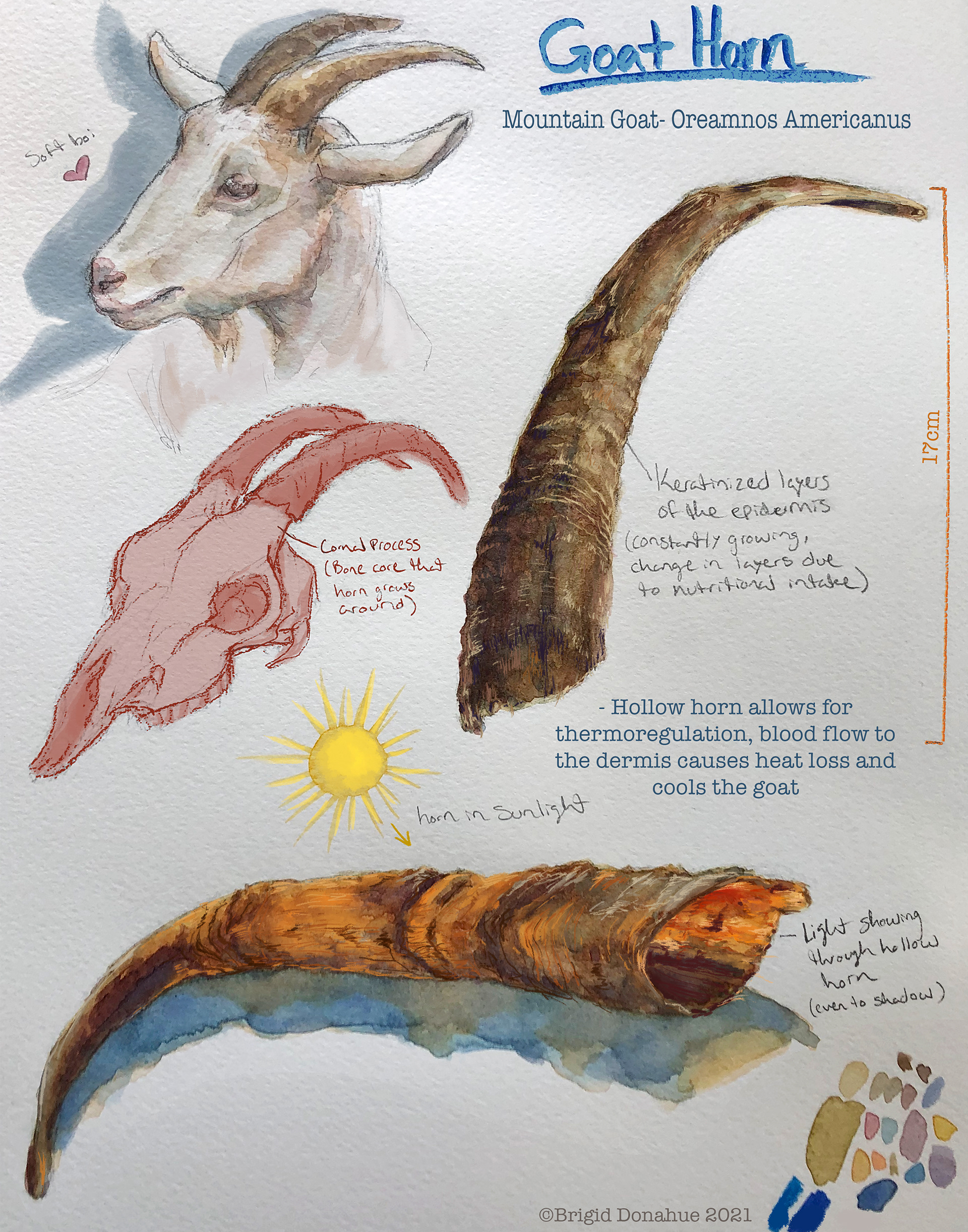 Goat Horn Scientific Illustration: Watercolor & Digital Painting
