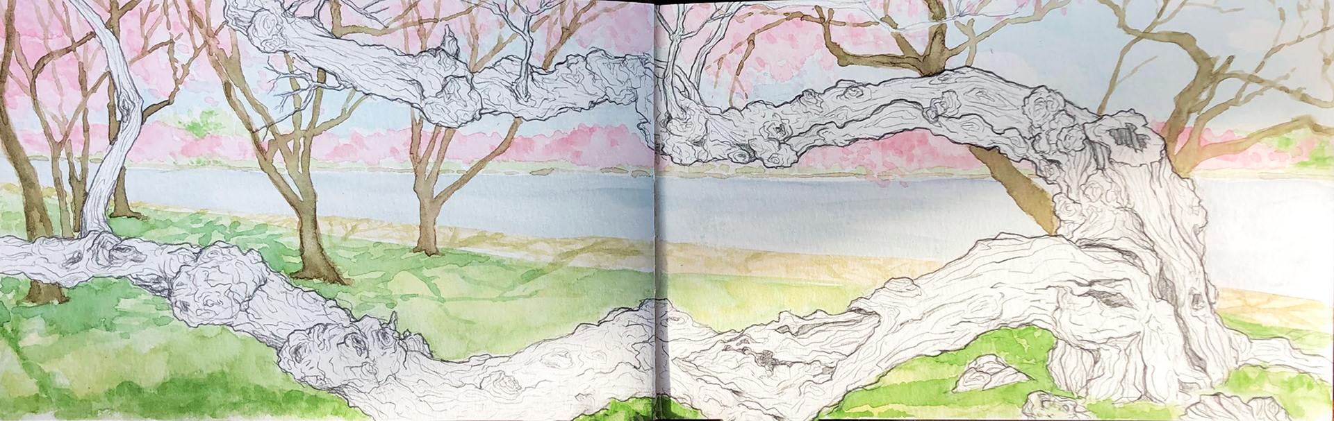 DC Cherry Blossoms and Cork Tree: Watercolor and Color Pencil
