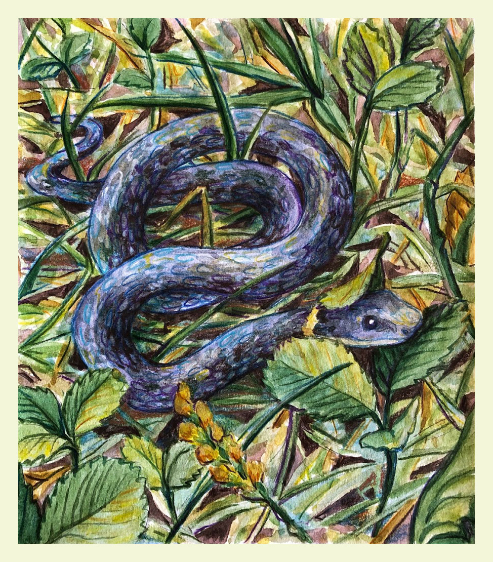 Snake on a Walk: Color Pencil on Paper 5 x 8 in.