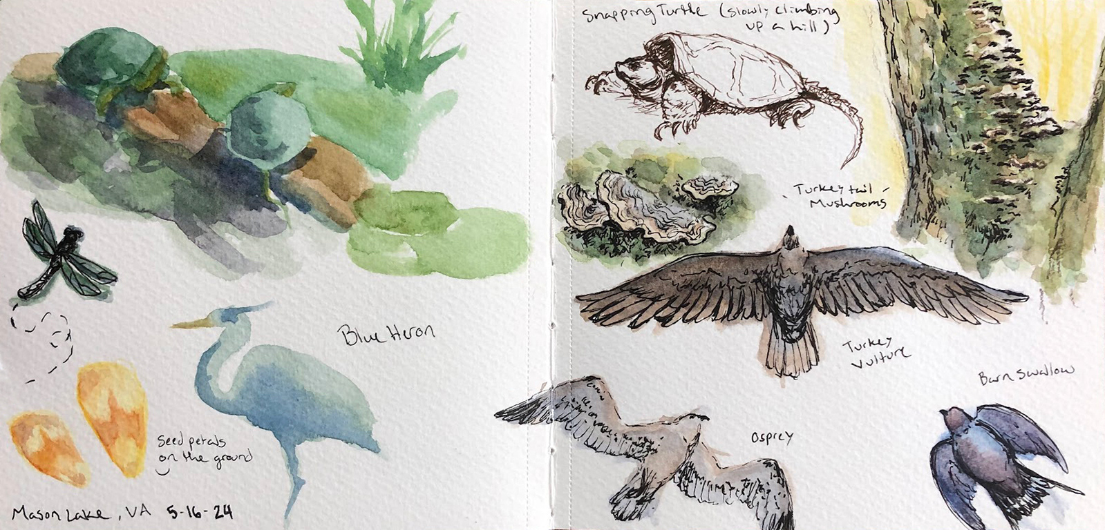 Wildlife Sketches: Watercolor & Pen