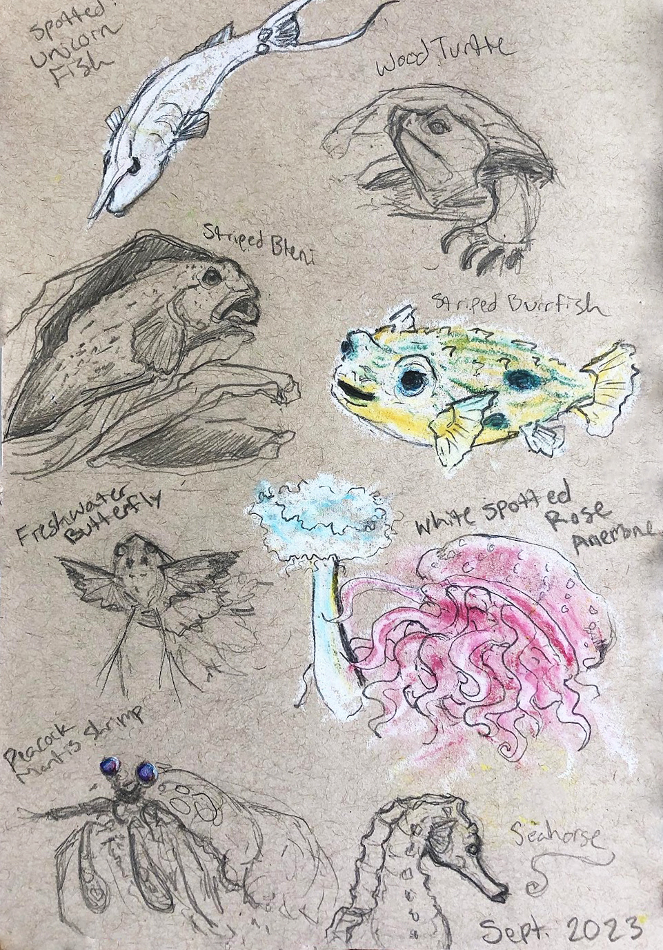Aquarium Sketches: Pencil & Oil Pastel