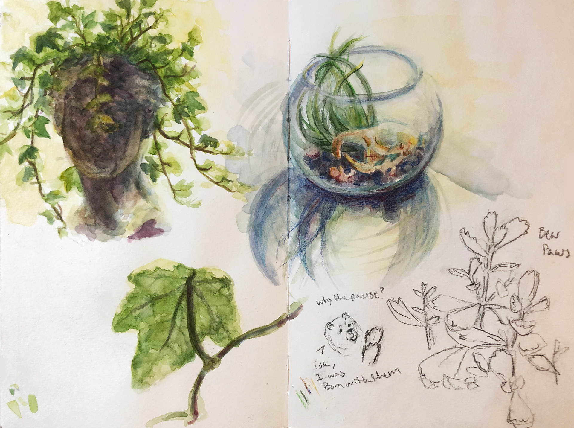 Plant Studies: Watercolor and Color Pencil