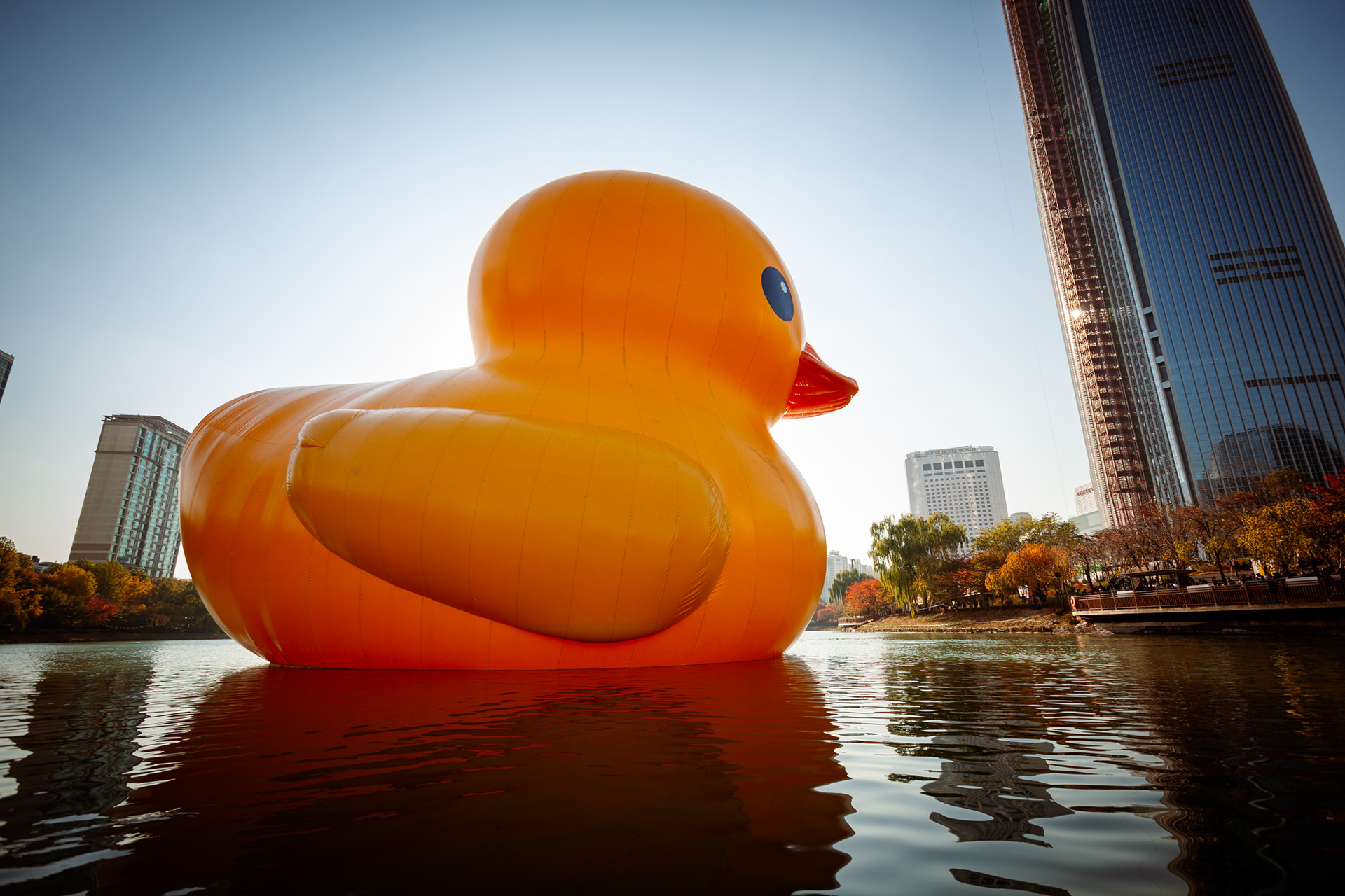 Rubberduck, Seoul