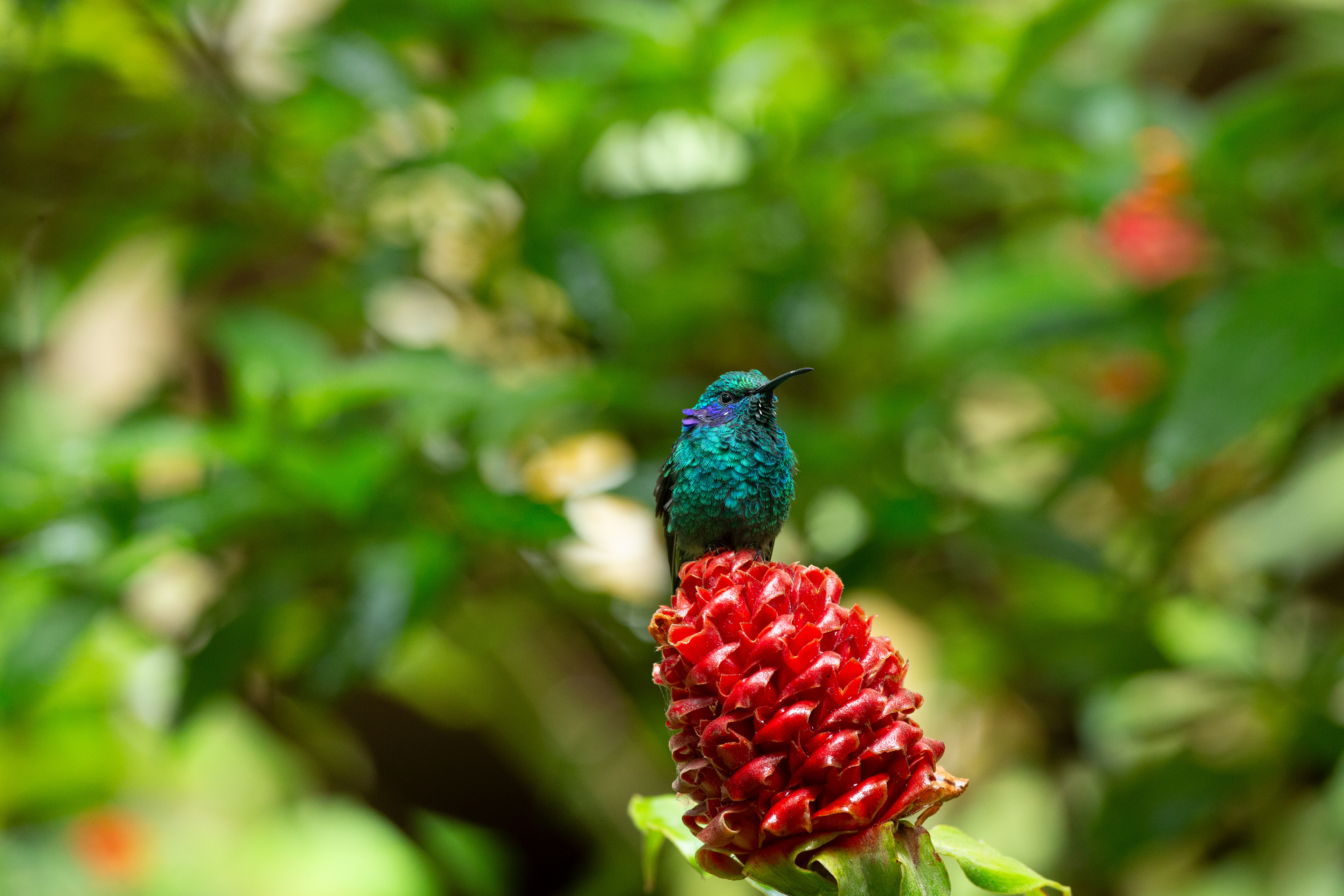 Lesser Violetear