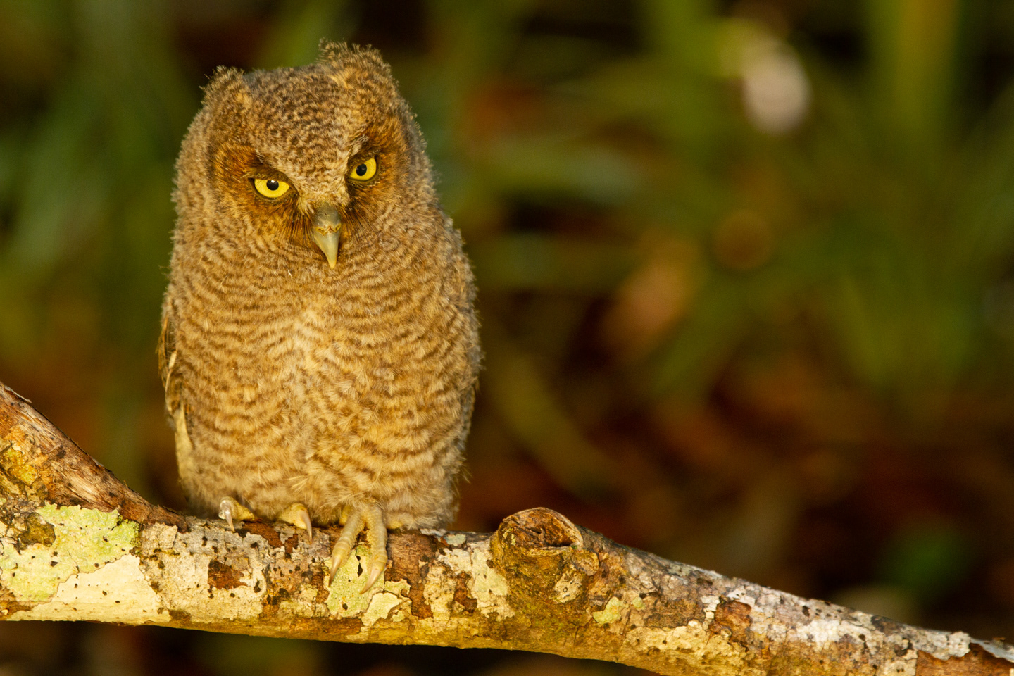 Pacific Screech-Owl