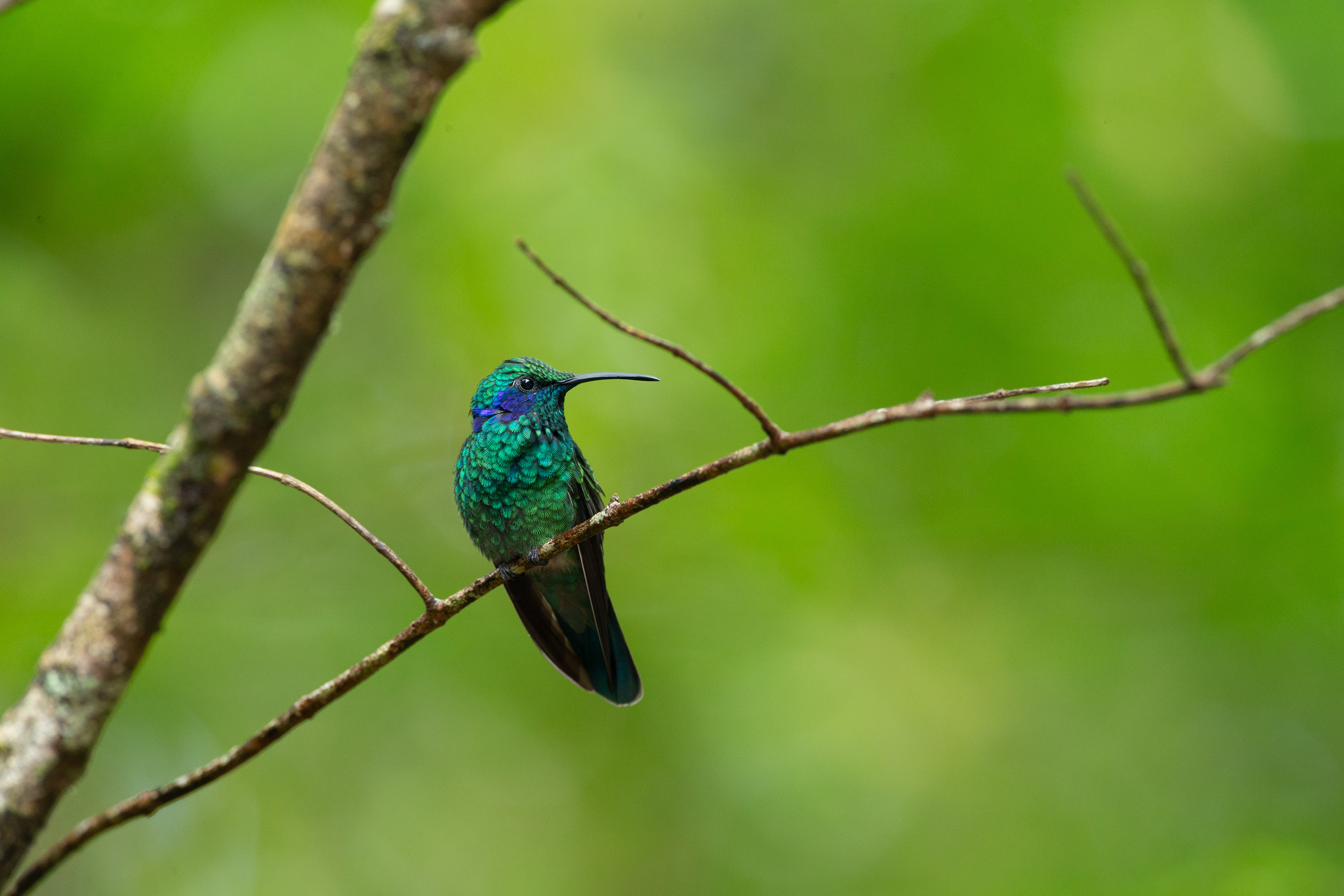 Lesser Violetear