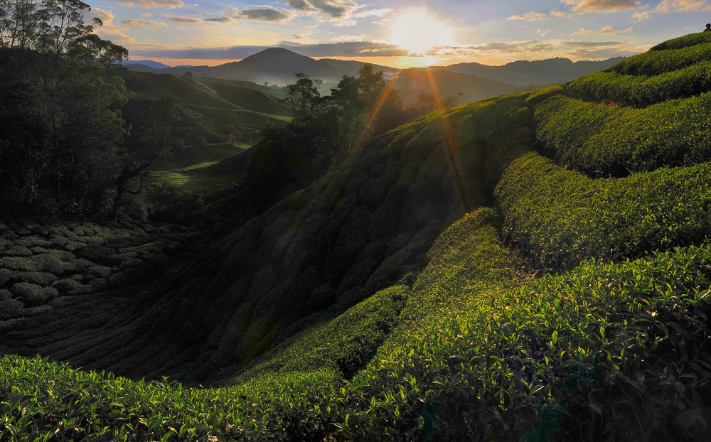 Beautiful scenery of Cameron Highland tea plantation during sunrise in its golden morning light.