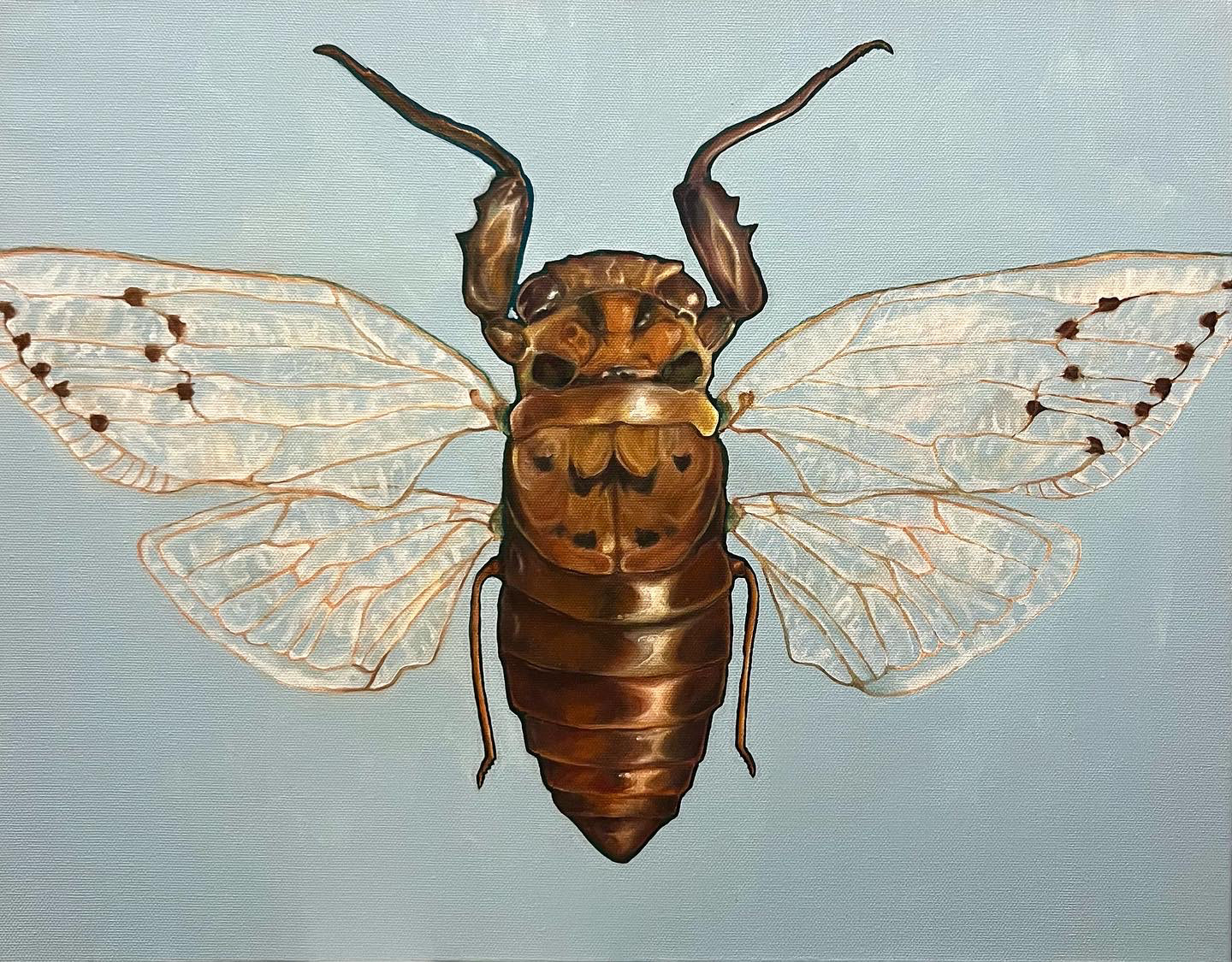 cicada, oil on canvas, 20x16 inches