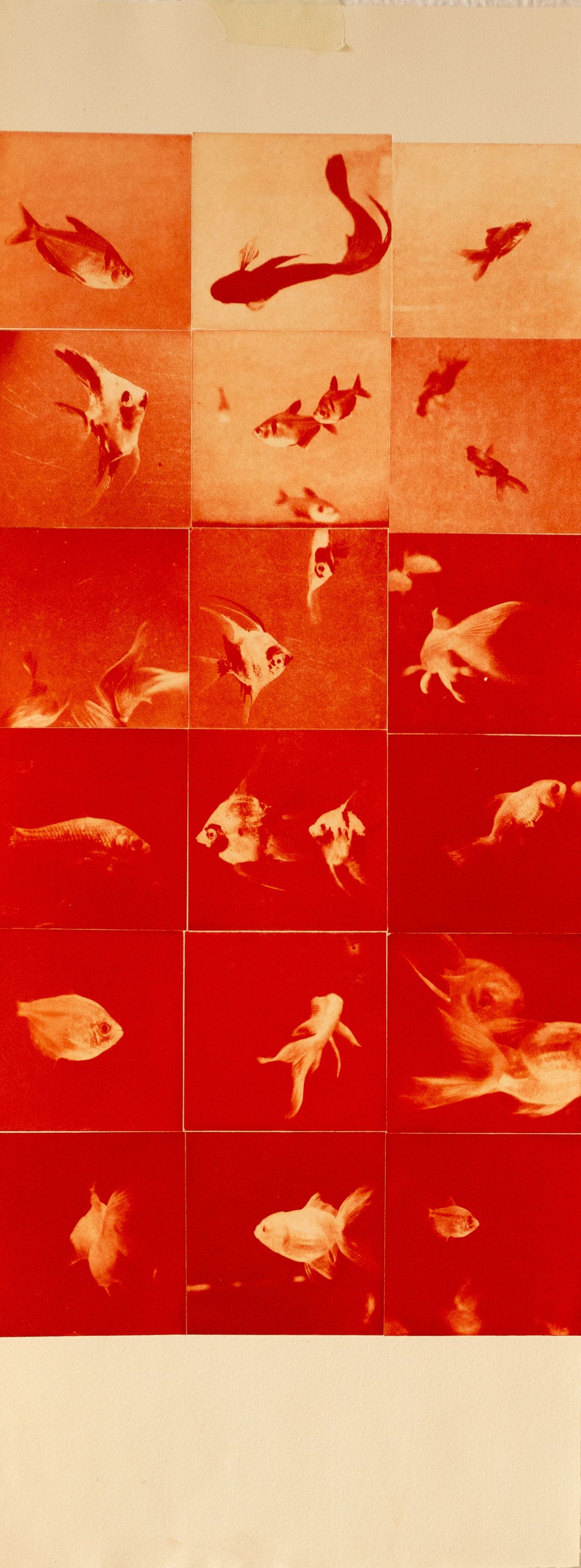 FISH TANK - Fotograbado de 18 planchas en papel de algodón de 280gr. 30x75cm