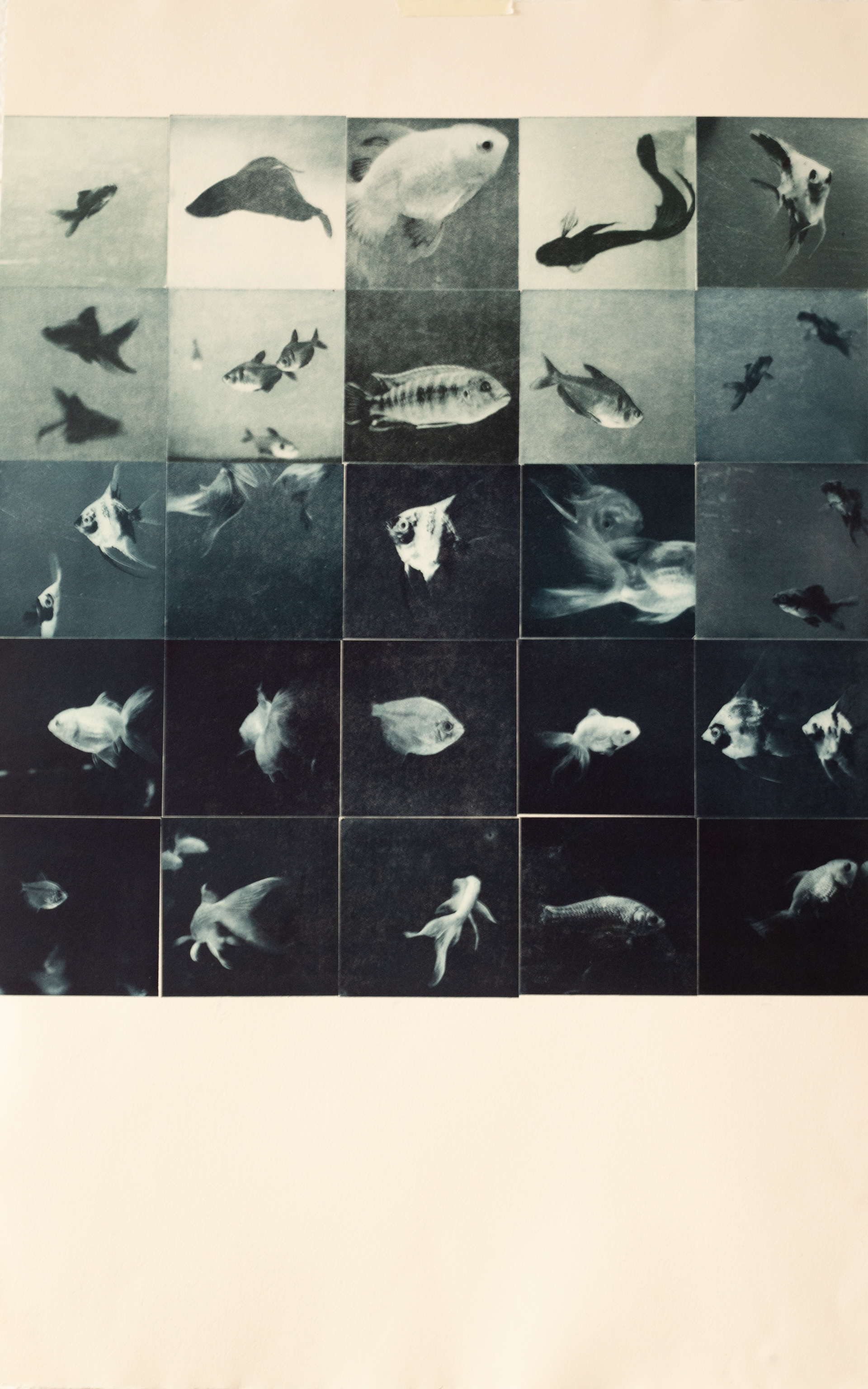 FISH TANK - Fotograbado de 25 planchas. Papel de algodón 280gr., 50x75cm