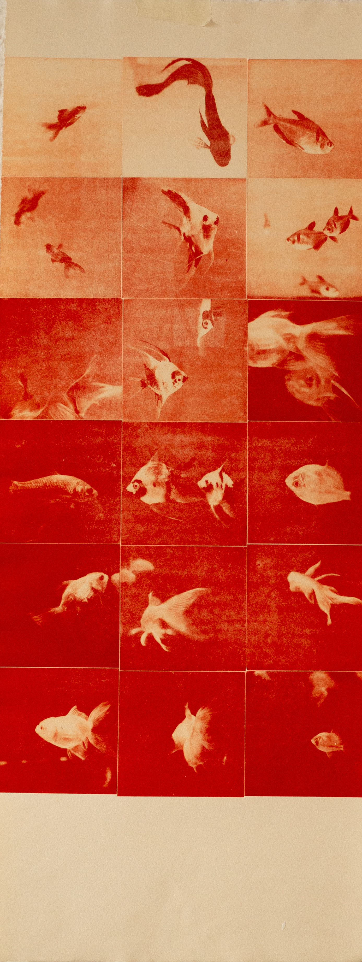 FISH TANK - Fotograbado de 18 planchas en papel de algodón de 280gr. 30x75cm
