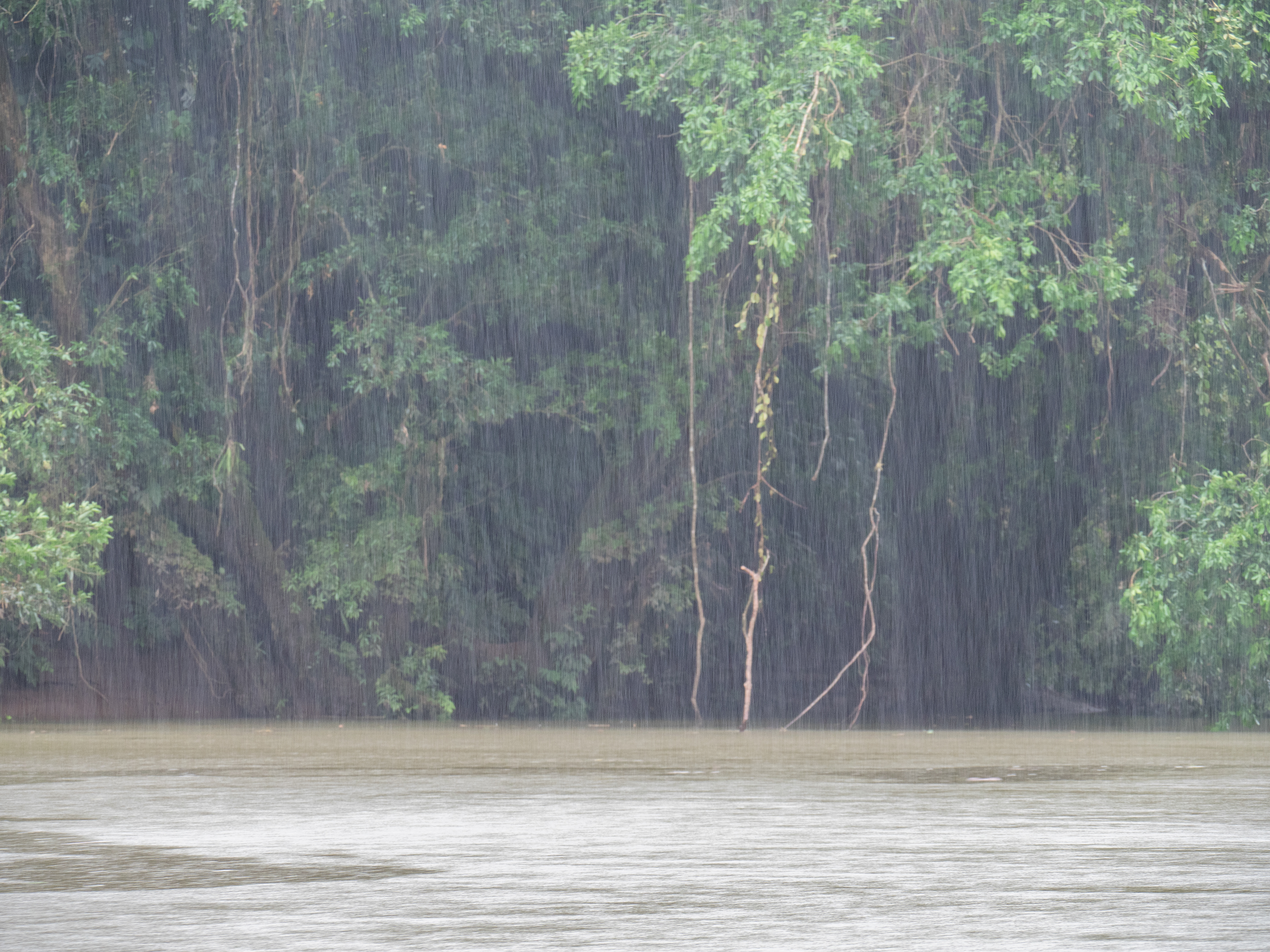 niet voor niets "het regenwoud"