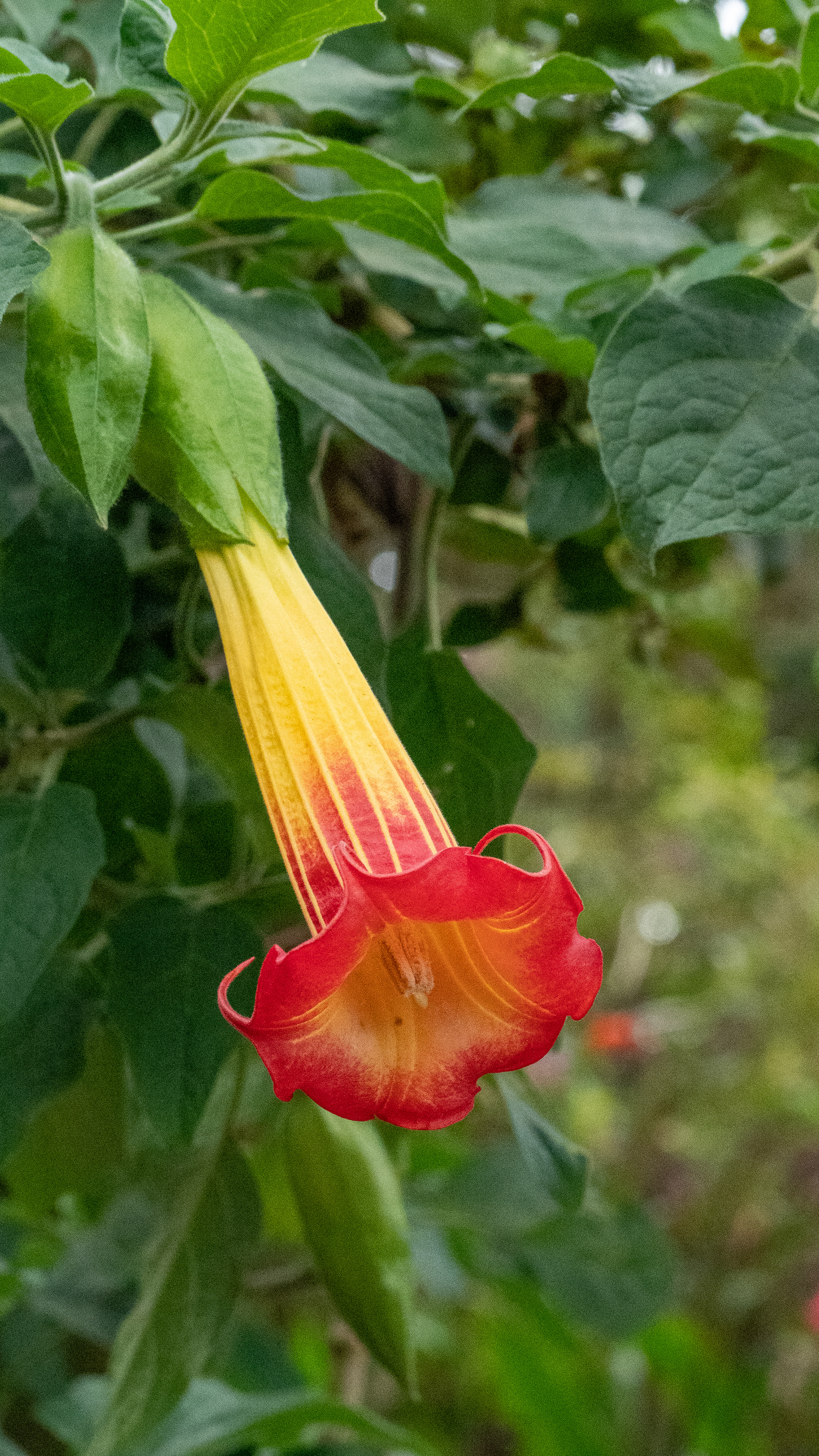 Brugmansia