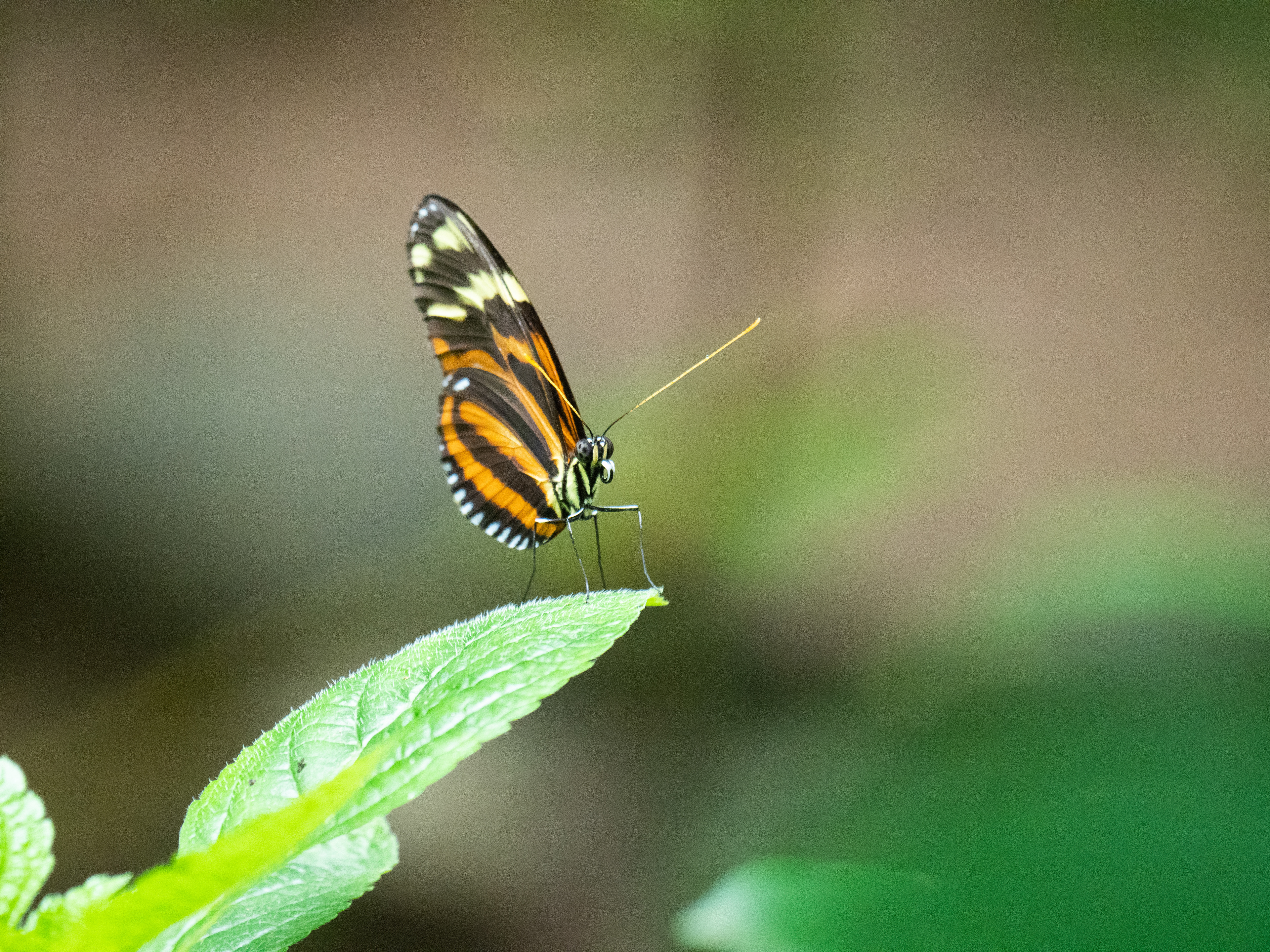Heliconius hecale