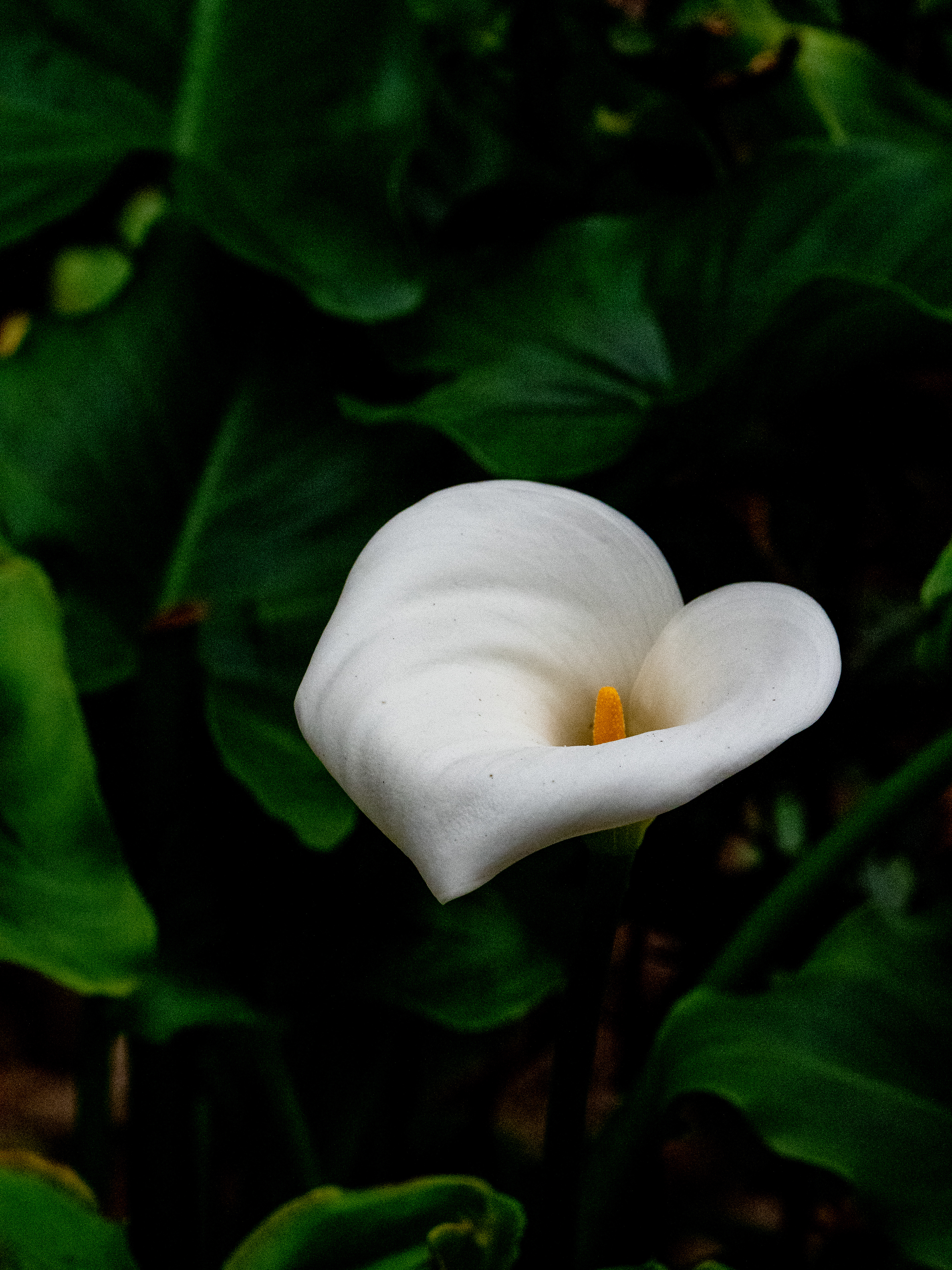 Calla Lily