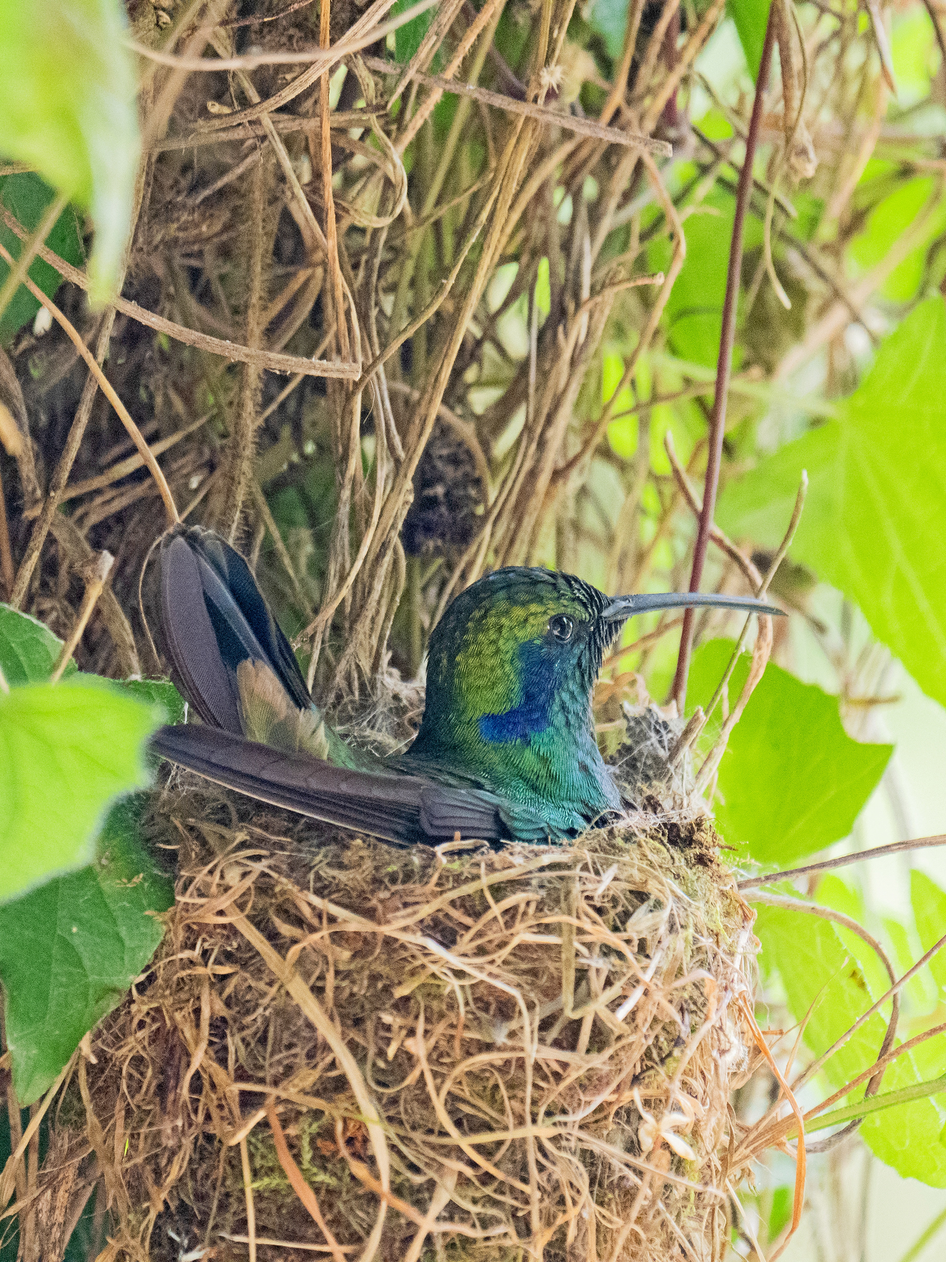 broedende Kolibri