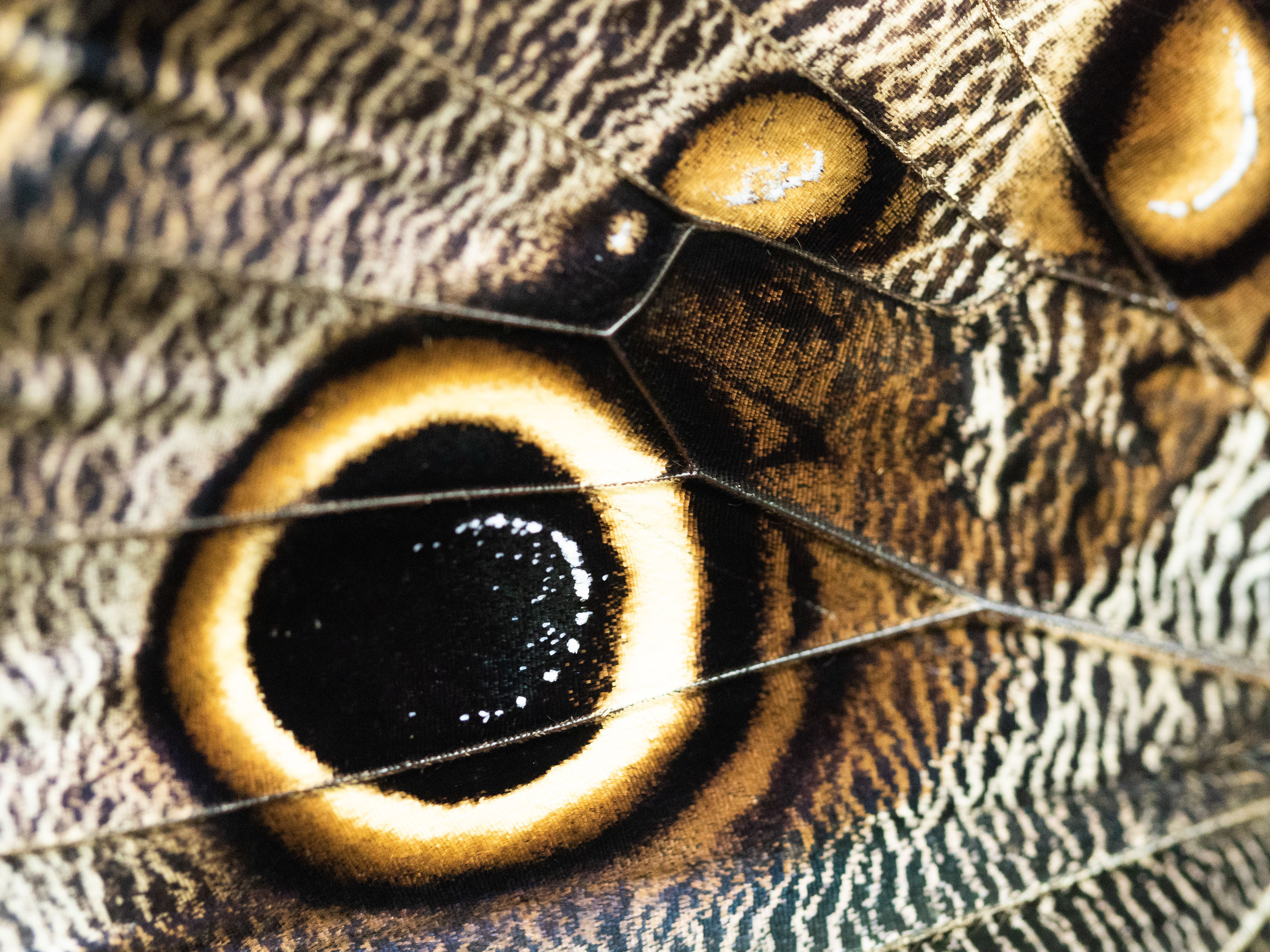 tekening Morpho vlinder