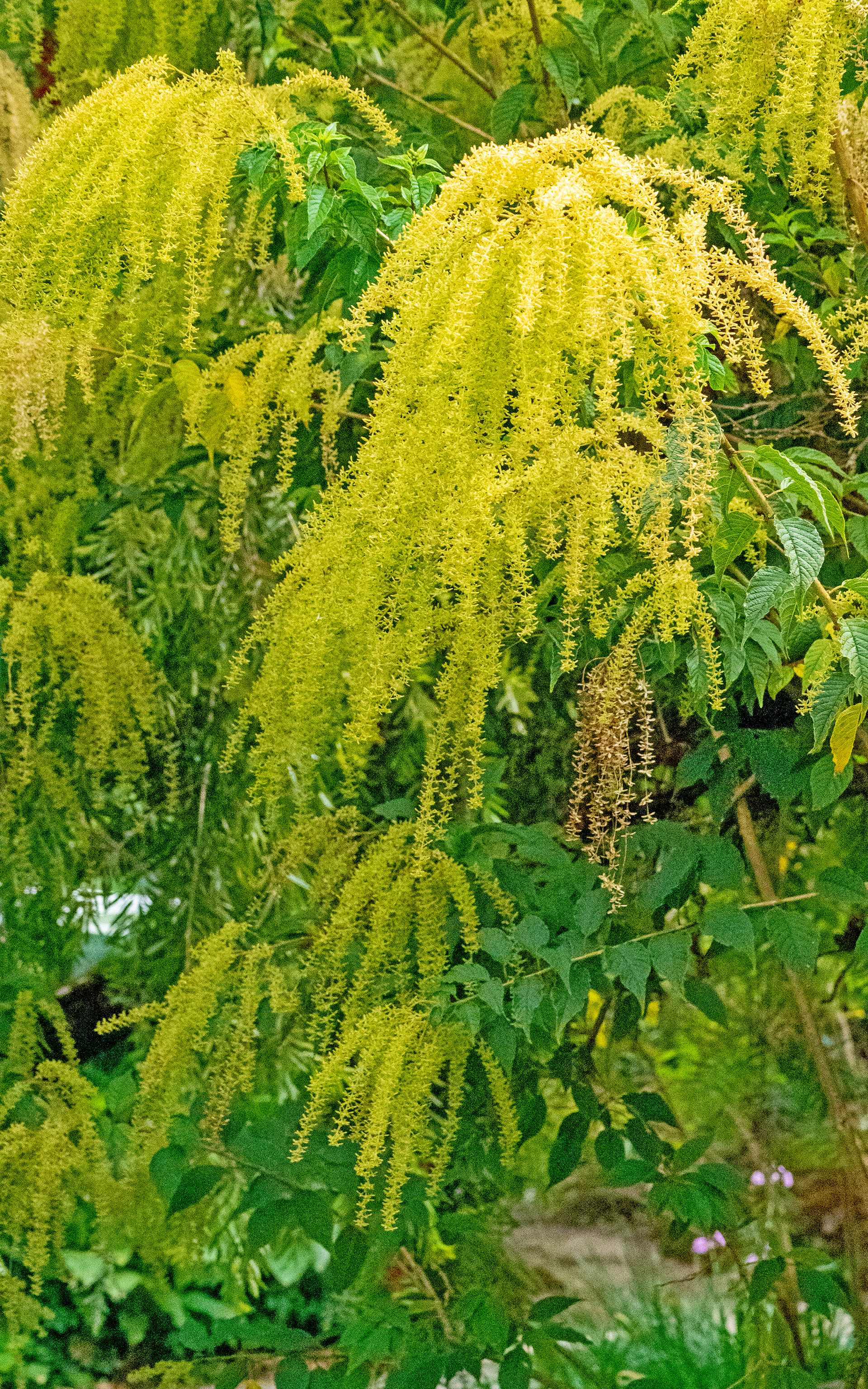 Mimosa