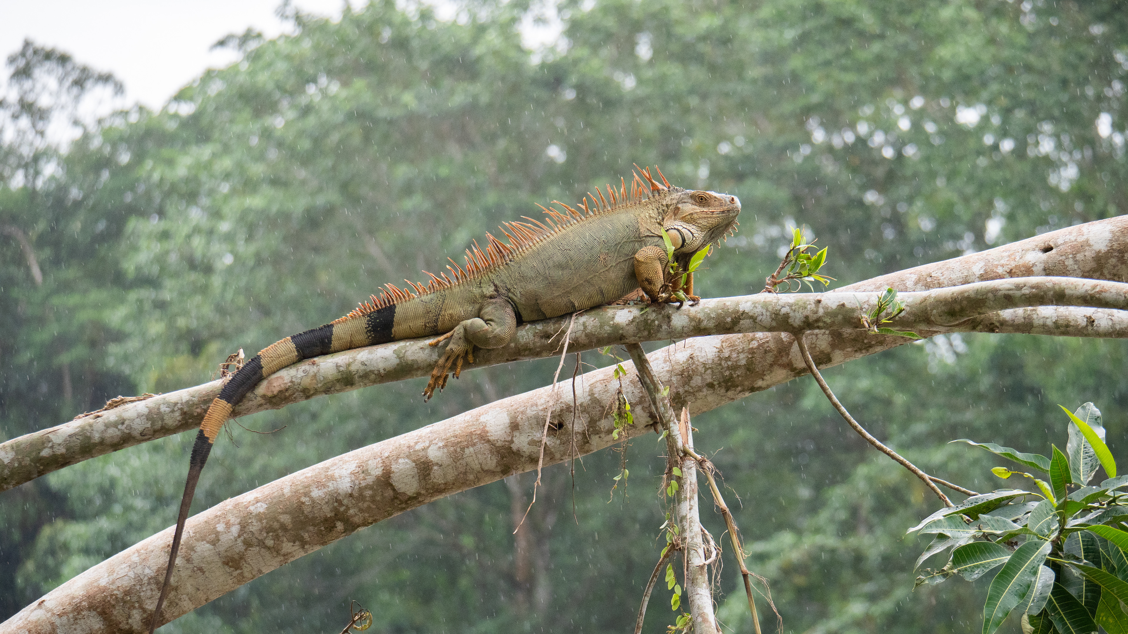 Iguana (leguaan)