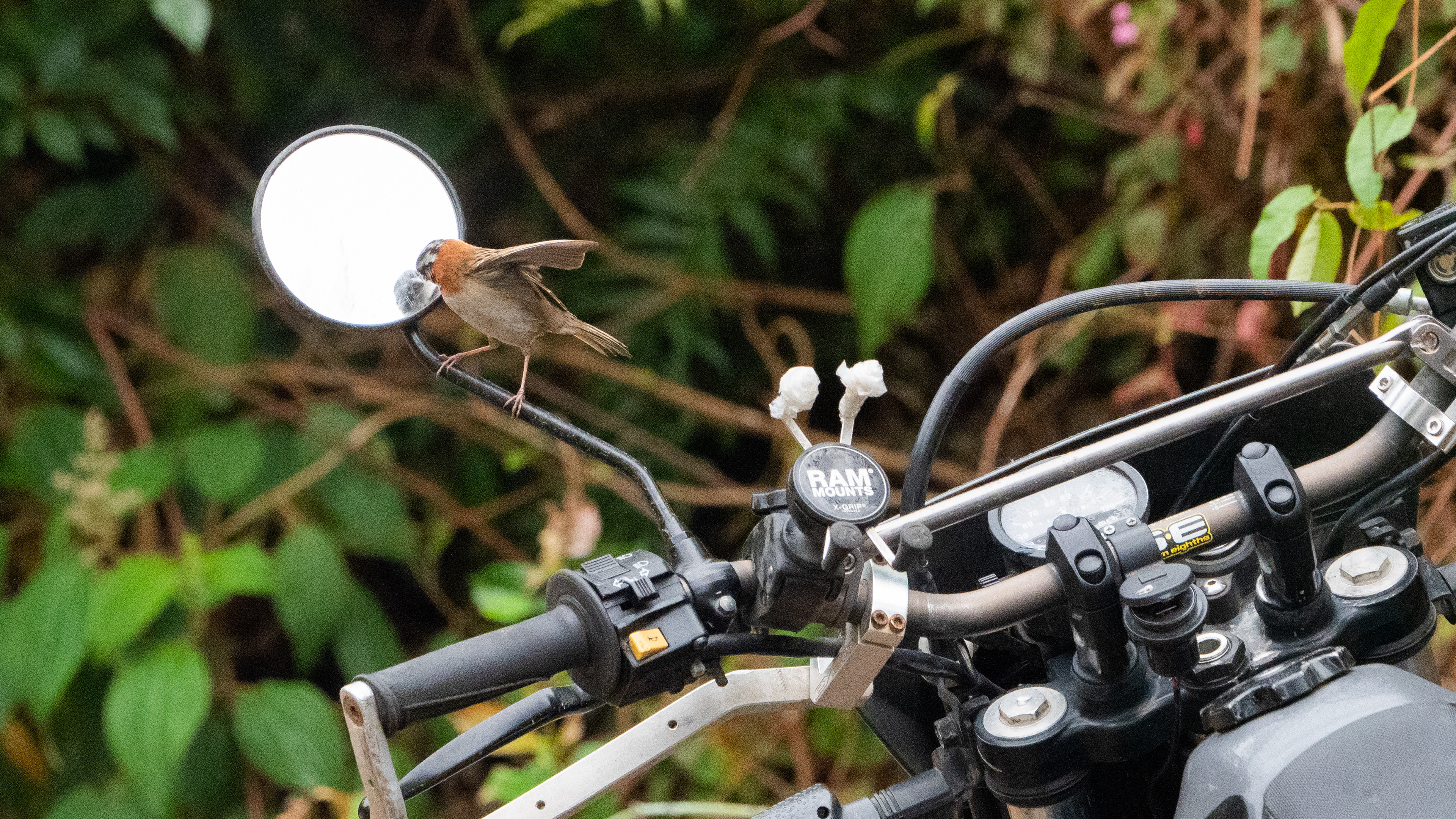 Rufous collared sparrow (mus)