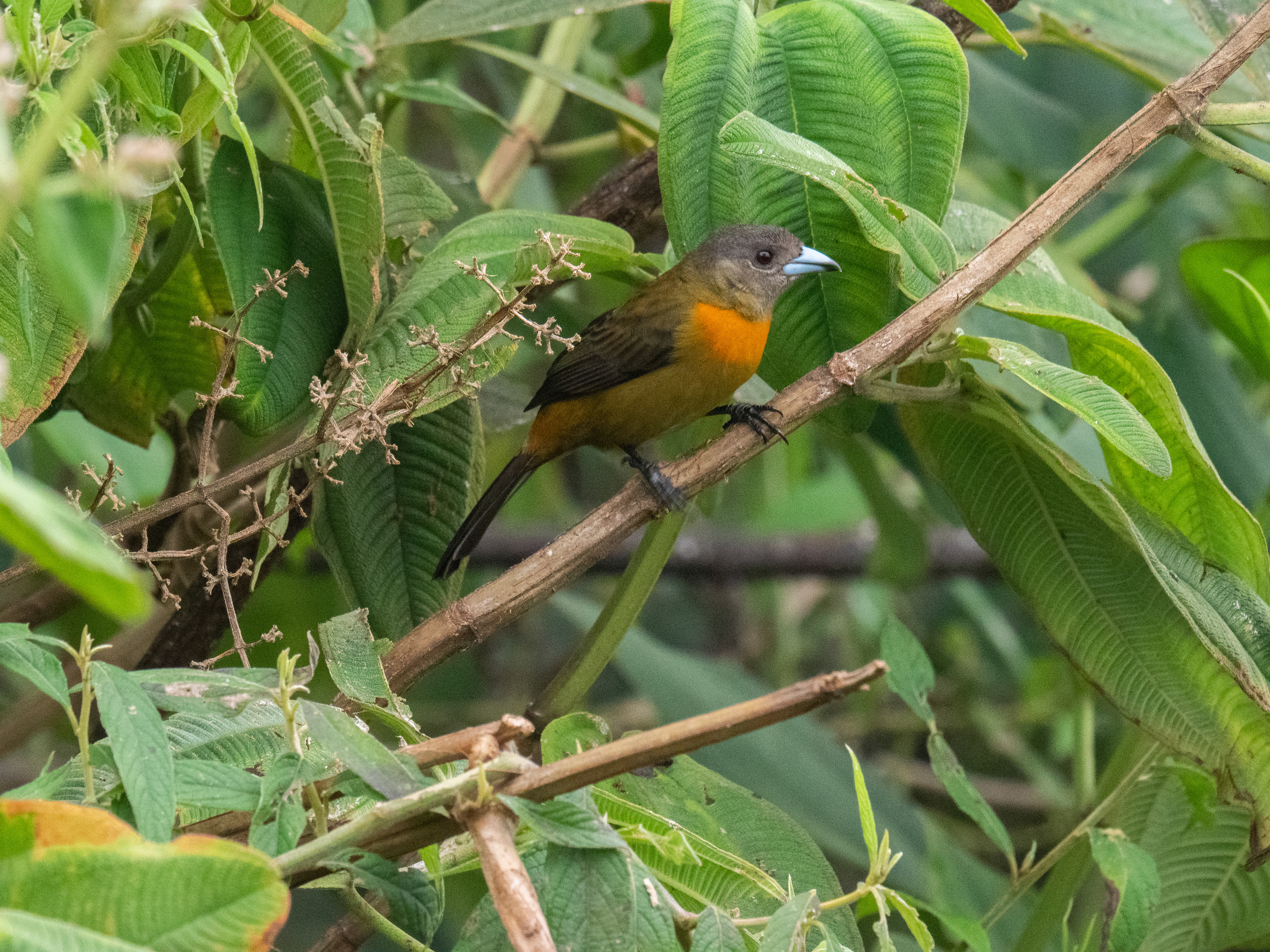 Tanager