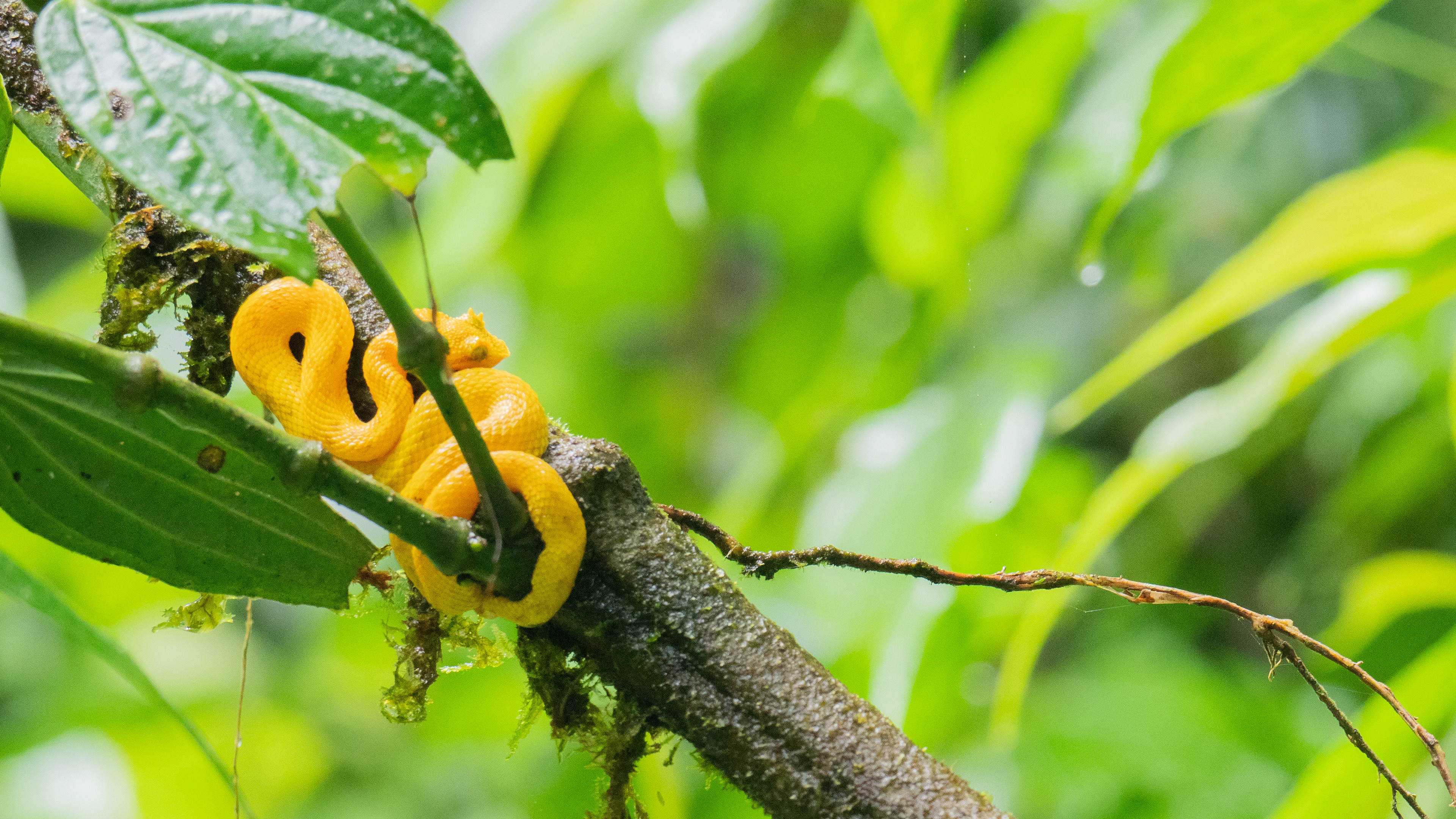Wenkbrauw groefkop adder