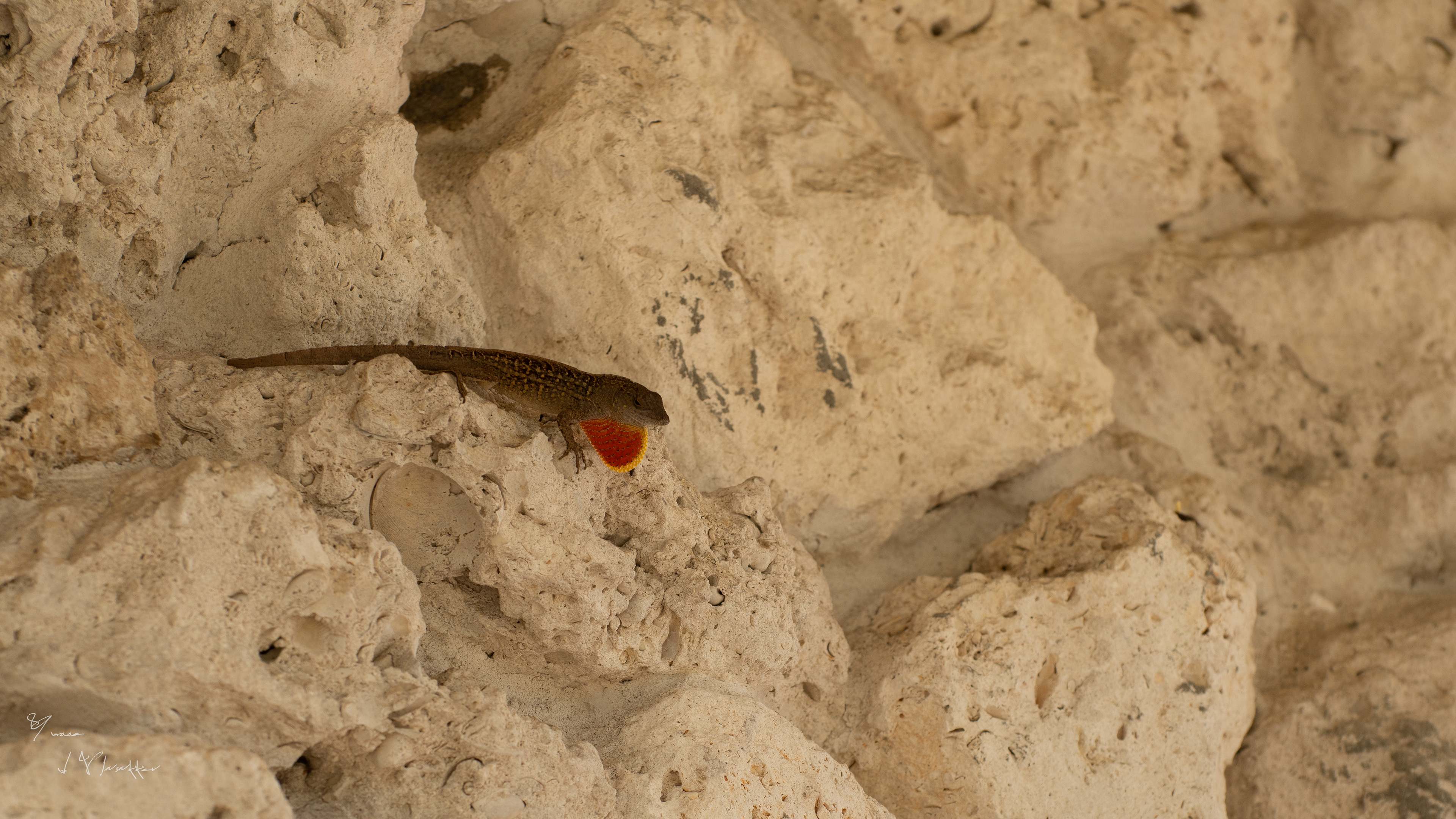 anolis op vrouwtjesjacht