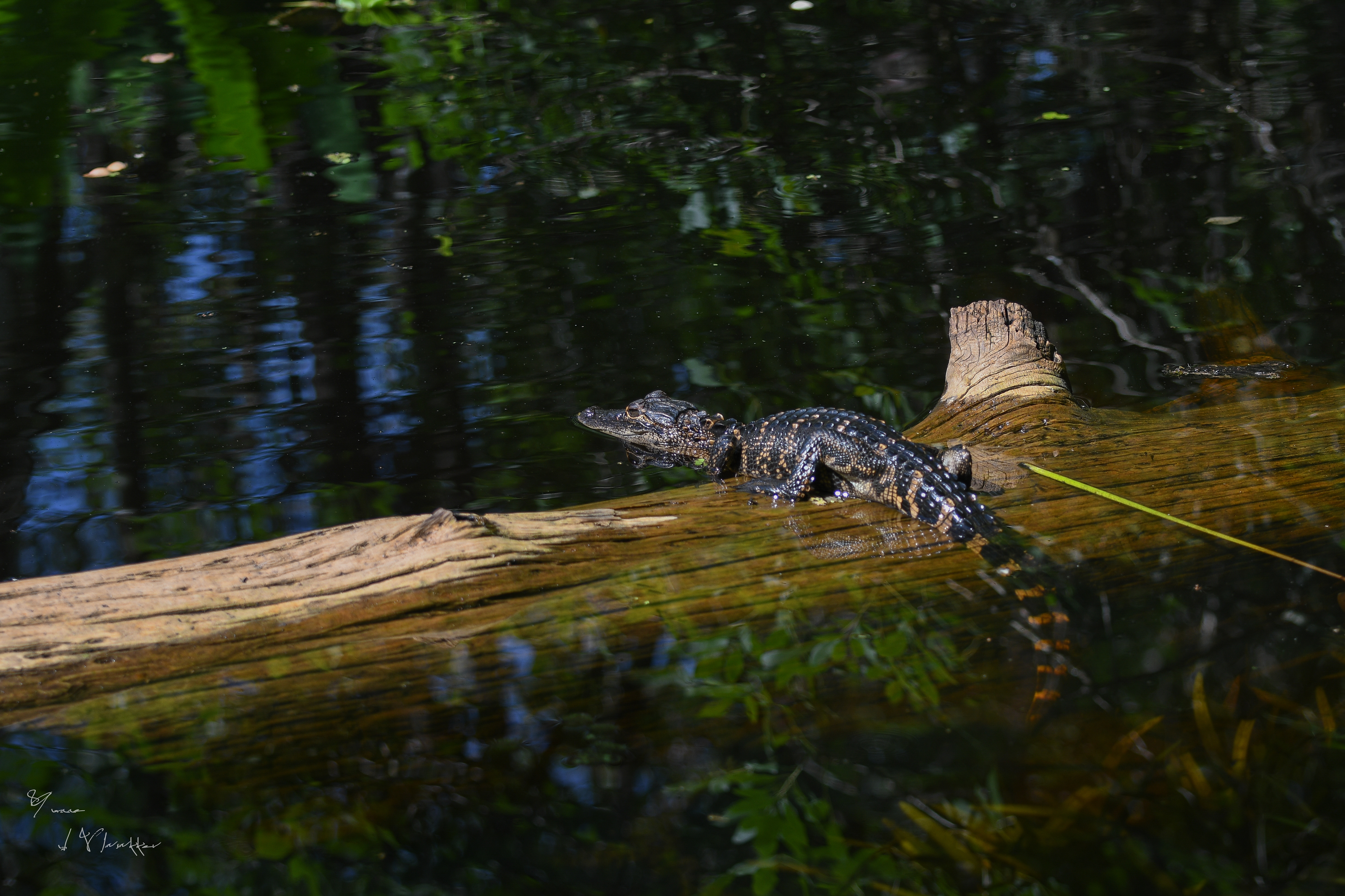 jonge alligator