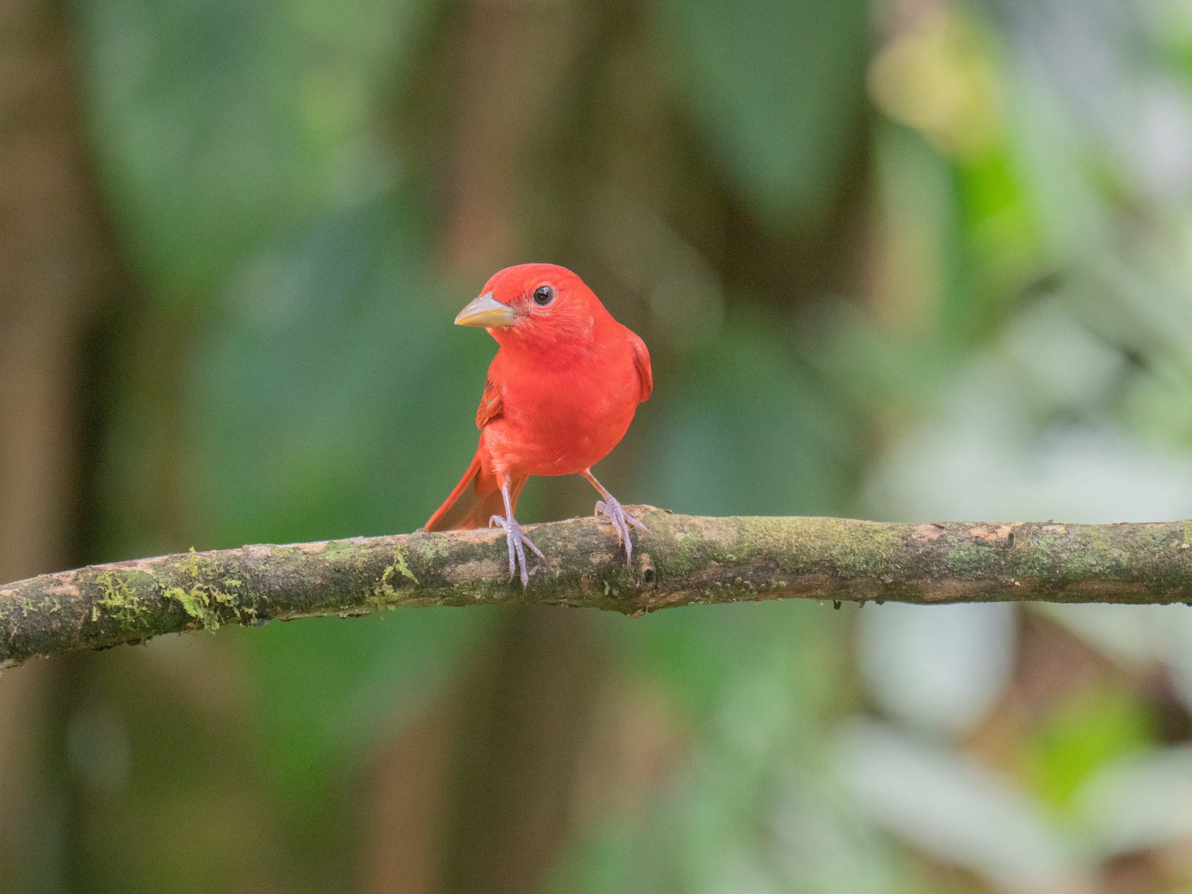 Summer tanager