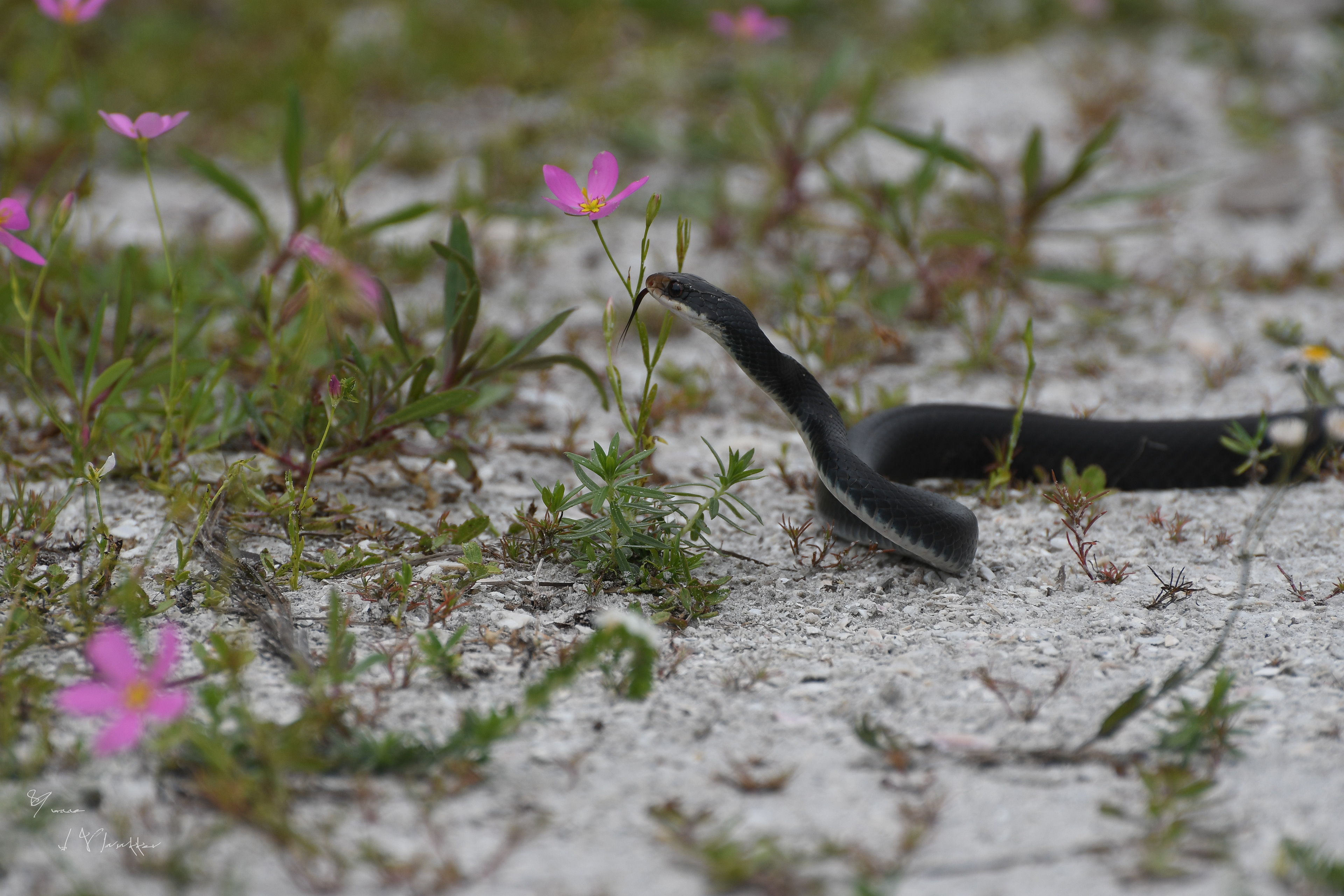 black racer