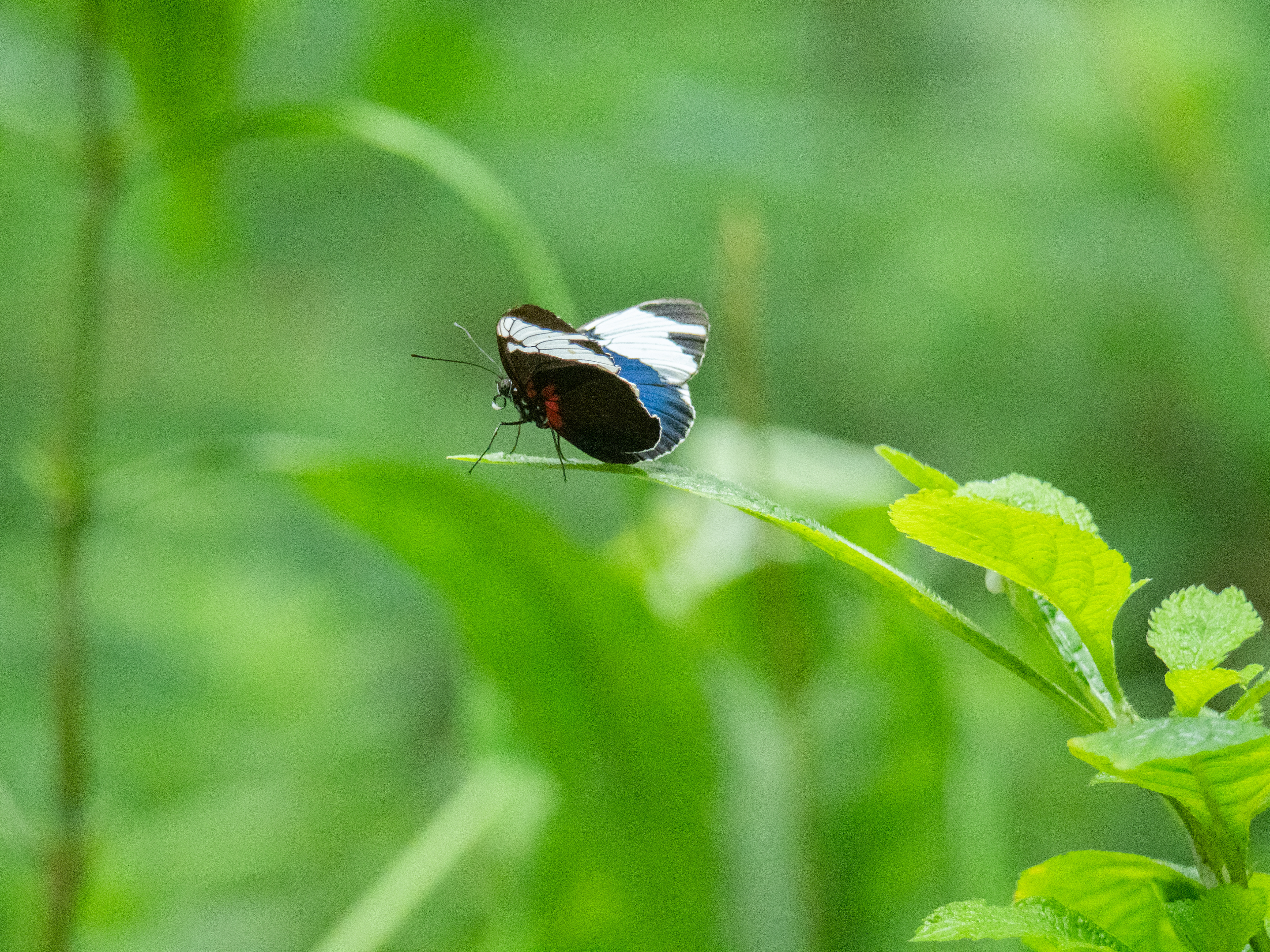 Kleine passiebloemvlinder (Heliconius Sara)