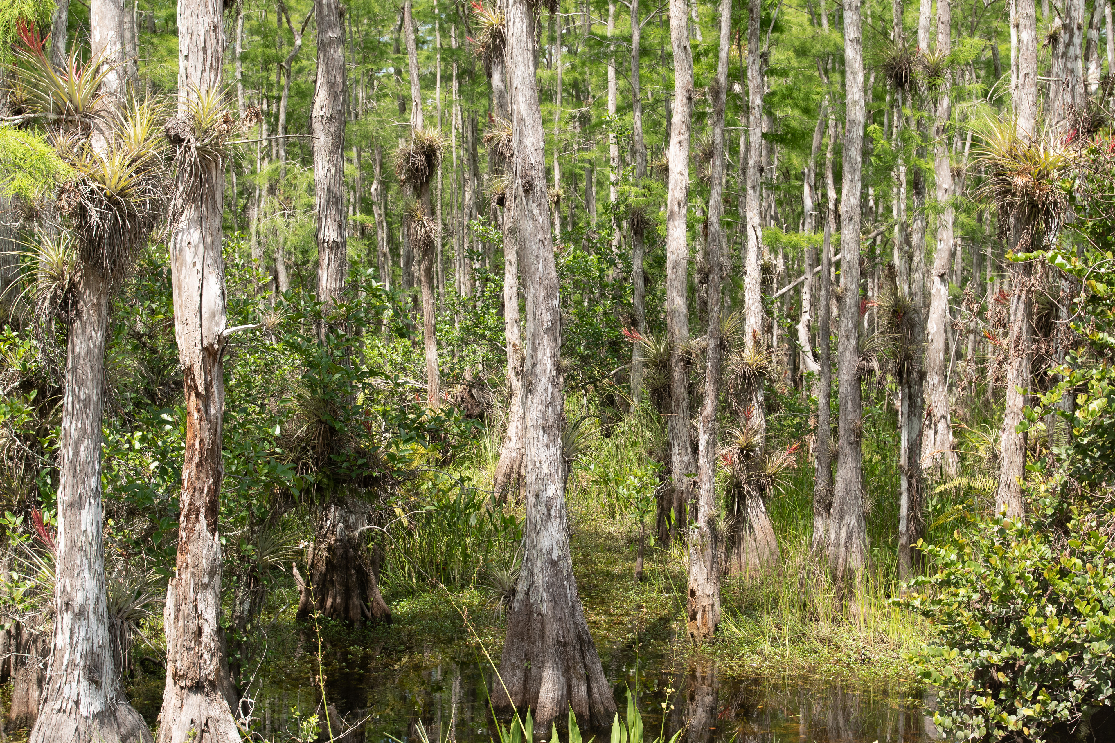 nog meer mangrove