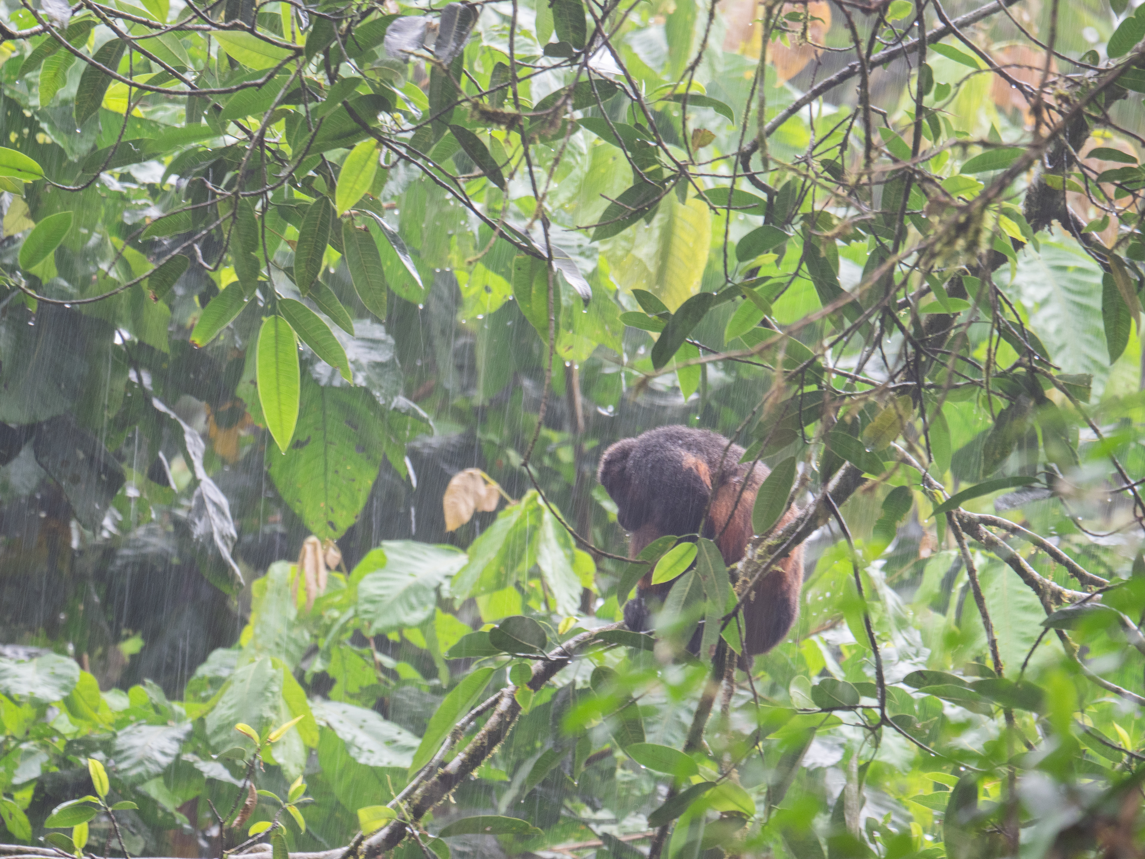 brulapen in het regenwoud