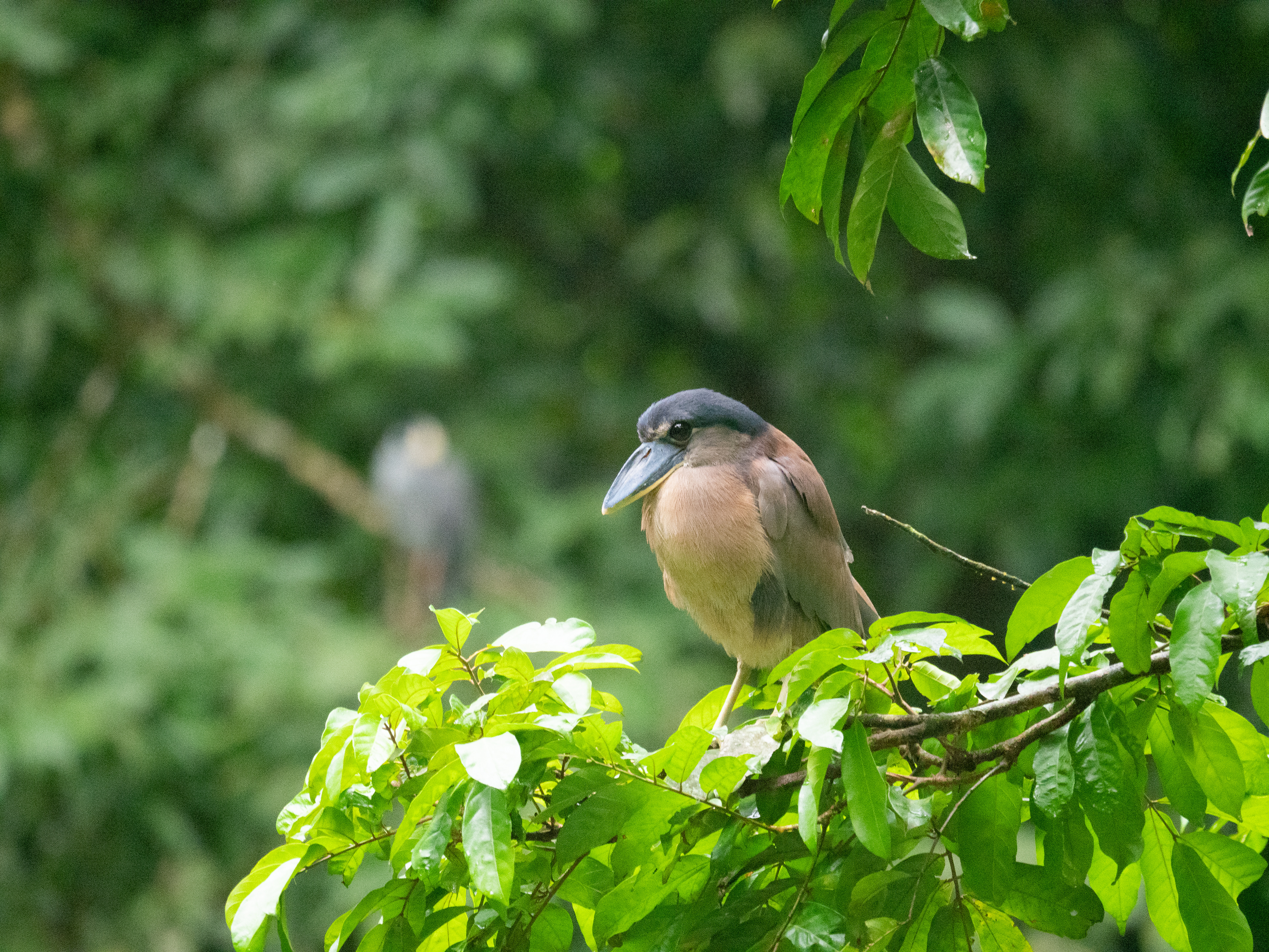 Schuitbekreiger (Boat billed heron)